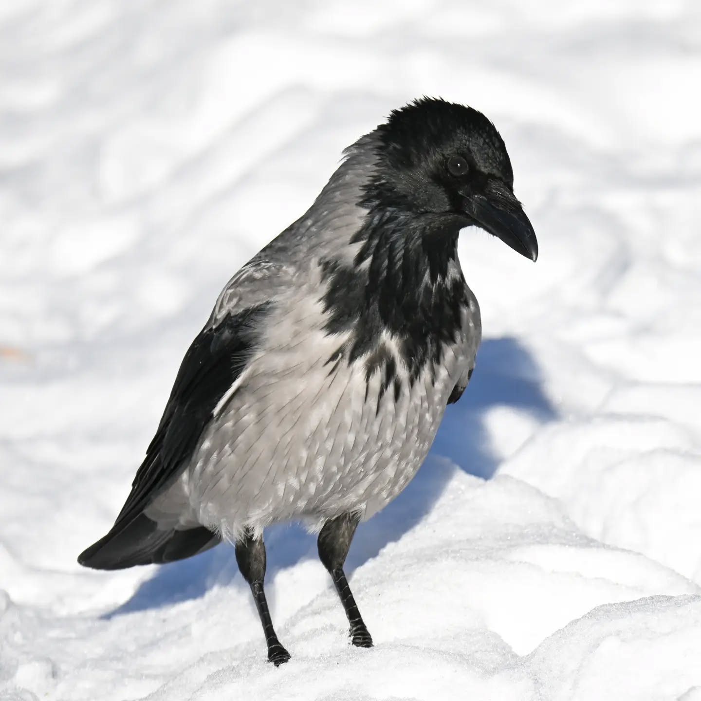 Czujne spojrzenie czy zaufać człowiekowi i bieg po orzecha | A watchful eye: to trust or not to trust? And then, a sprint for the nut

#wronasiwa #ptakizimą #corvuscorone #hoodedcrow #birdsinsnow