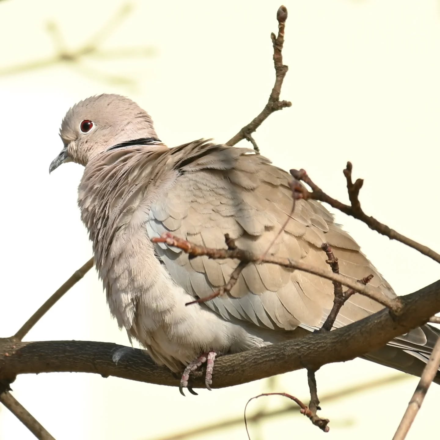 Sierpówka

#sierpówka #ptaki #streptopeliadecaocto #collareddove #birds