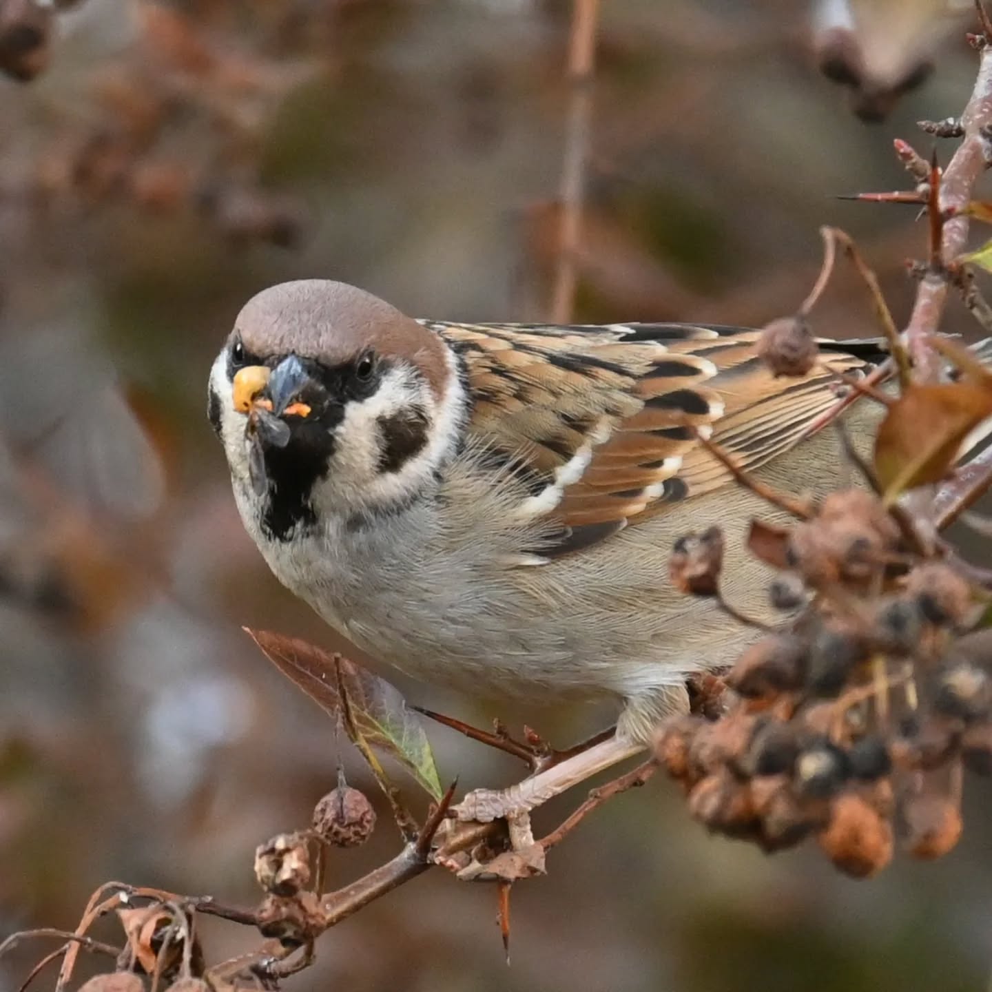 Fotografując mazurka, byłam przekonana że zjada resztki owoców z drzew. Jednak przy kadrowaniu zdjęć okazało się że wygląda na to że po prostu pastwił się nad jakimś owadem. Czy ktoś może kojarzy co to za owad?

(Zdjęcie zrobione dwa tygodnie temu dlatego sceneria jeszcze mało wiosenna)

While photographing this Tree Sparrow, I was convinced it was eating leftover fruit from the trees. However, when cropping the photos, it turned out it was actually preying on some kind of insect. Does anyone recognize what insect this is?
