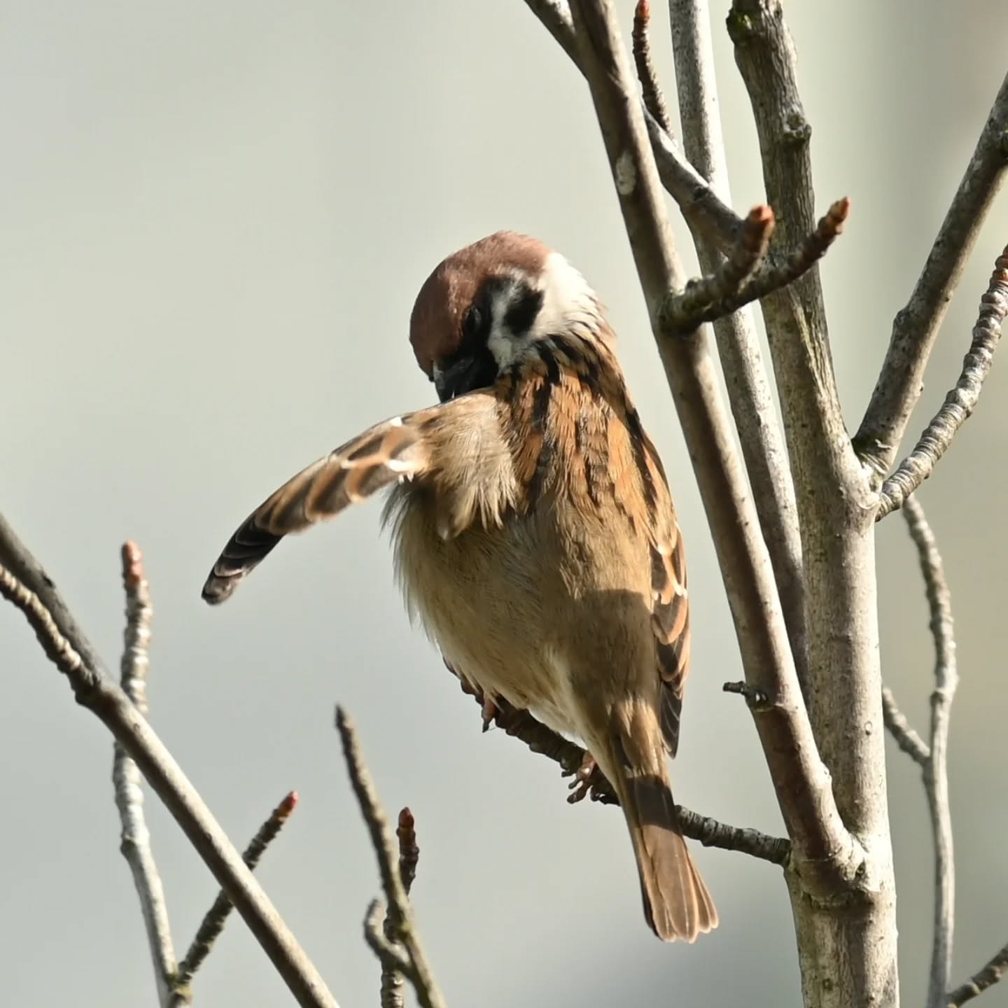 Historie z mazurkowego drzewka | Stories from the sparrows' three

#treesparrow #birds #passermontanus #mazurek #ptaki