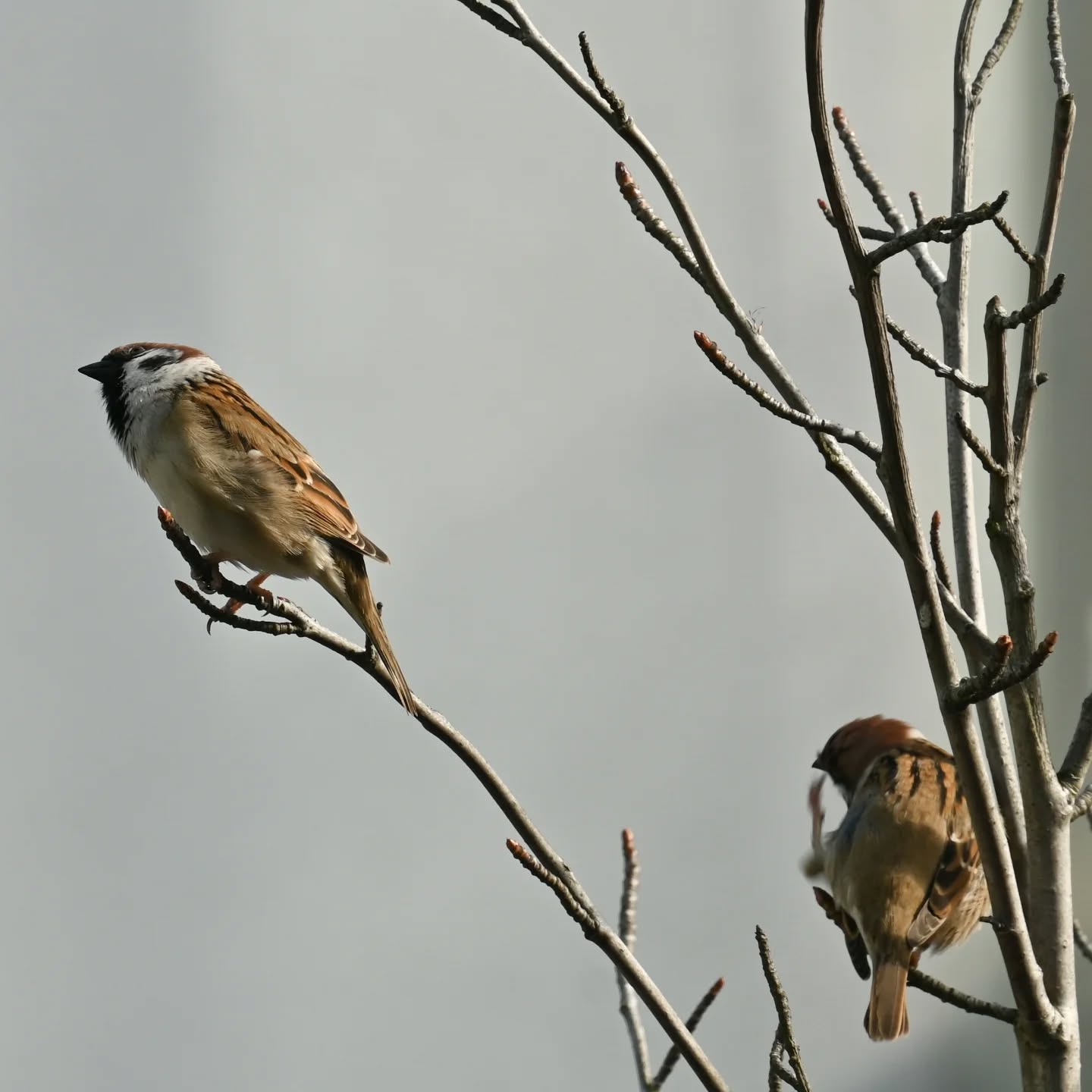 Historie z mazurkowego drzewka | Stories from the sparrows' three

#treesparrow #birds #passermontanus #mazurek #ptaki