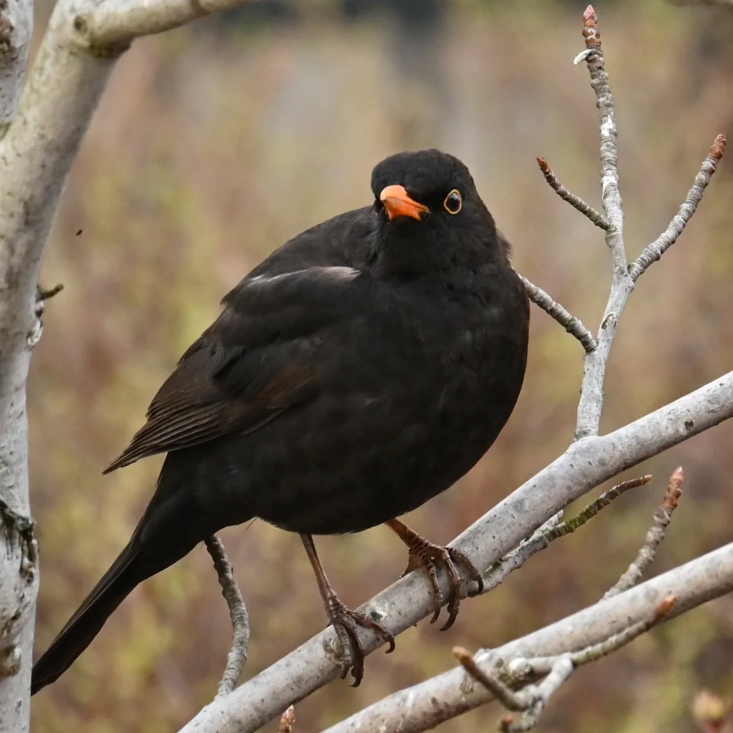 Kos, siedział ponad godzinę na tej gałązce i cichutko pośpiewywał 

#kos #ptakiwiosną #turdusmerula #blackbird #birdsinspring