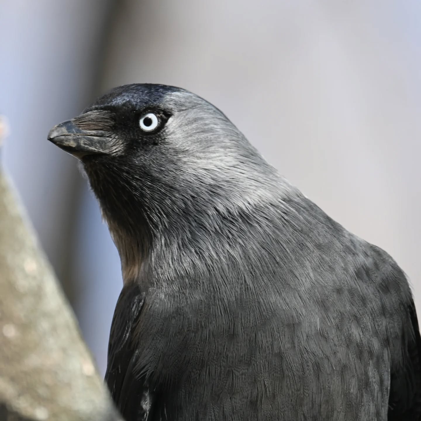 Kawka 😎

#kawka #ptaki #corvusmonedula #jackdaw #birds