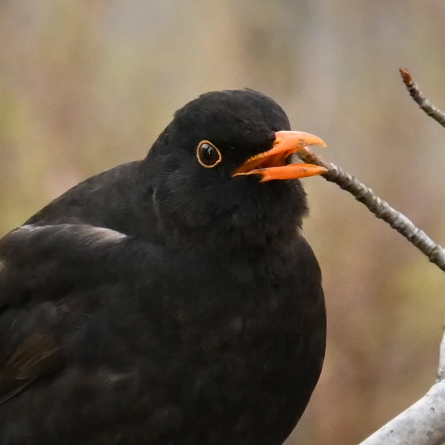 Kos, siedział ponad godzinę na tej gałązce i cichutko pośpiewywał 

#kos #ptakiwiosną #turdusmerula #blackbird #birdsinspring