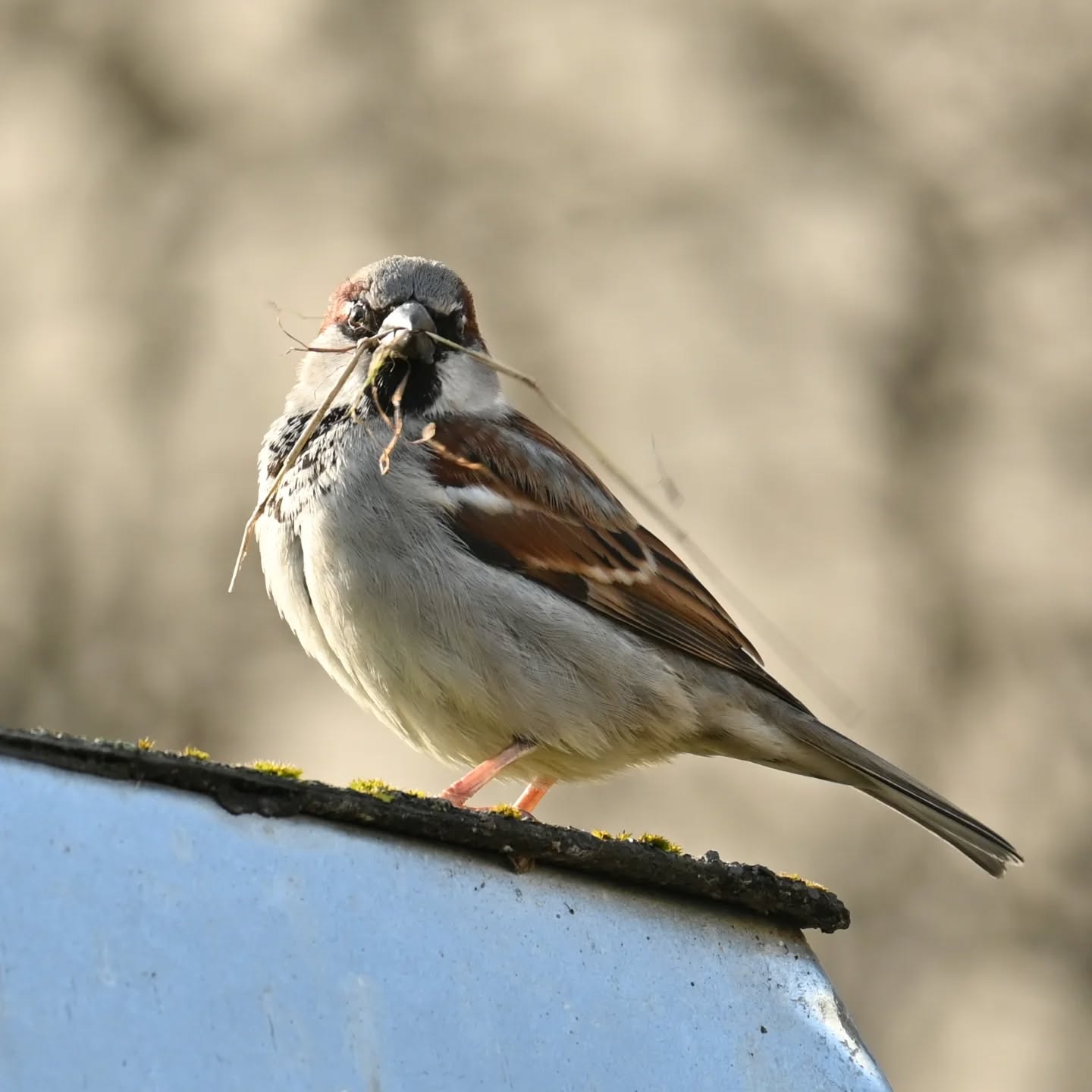 Pierwsza ciepłe dni i już materiały budowlane w dzióbku | First warm days and the building materials are already in full swing

#wróbel #ptaki #passerdomesticus #housesparrow #sparrow