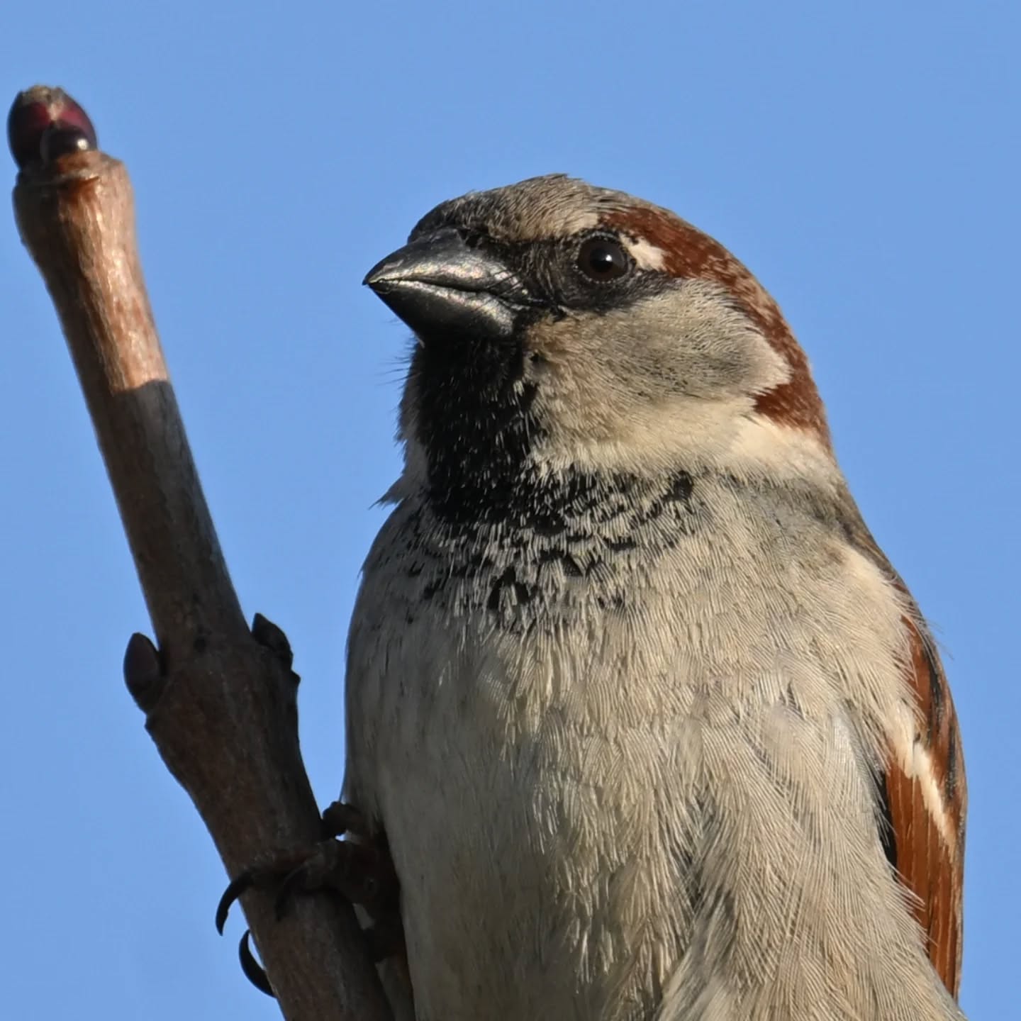 Wróbelek na straży krzaczków | A little sparrow watching over the shrubs

#wróbel #ptaki #passerdomesticus #sparrow #birds