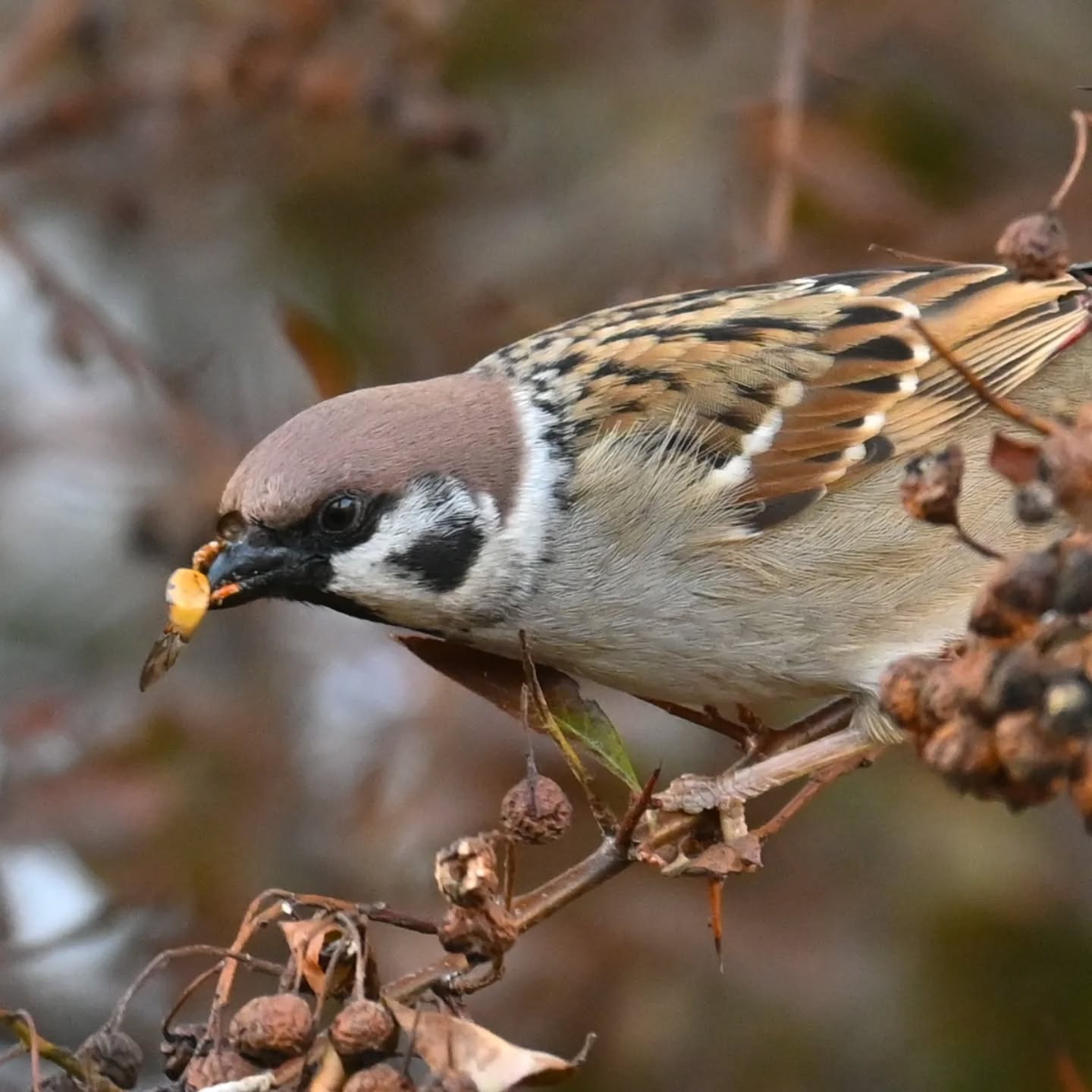 Fotografując mazurka, byłam przekonana że zjada resztki owoców z drzew. Jednak przy kadrowaniu zdjęć okazało się że wygląda na to że po prostu pastwił się nad jakimś owadem. Czy ktoś może kojarzy co to za owad?

(Zdjęcie zrobione dwa tygodnie temu dlatego sceneria jeszcze mało wiosenna)

While photographing this Tree Sparrow, I was convinced it was eating leftover fruit from the trees. However, when cropping the photos, it turned out it was actually preying on some kind of insect. Does anyone recognize what insect this is?