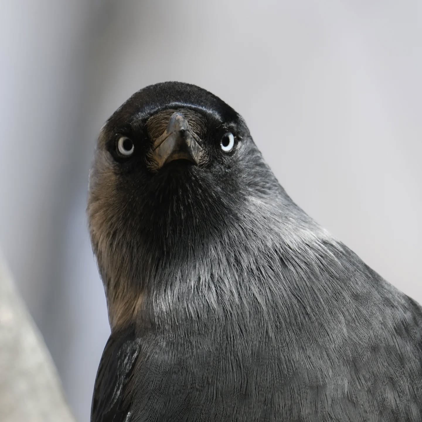 Kawka 😎

#kawka #ptaki #corvusmonedula #jackdaw #birds