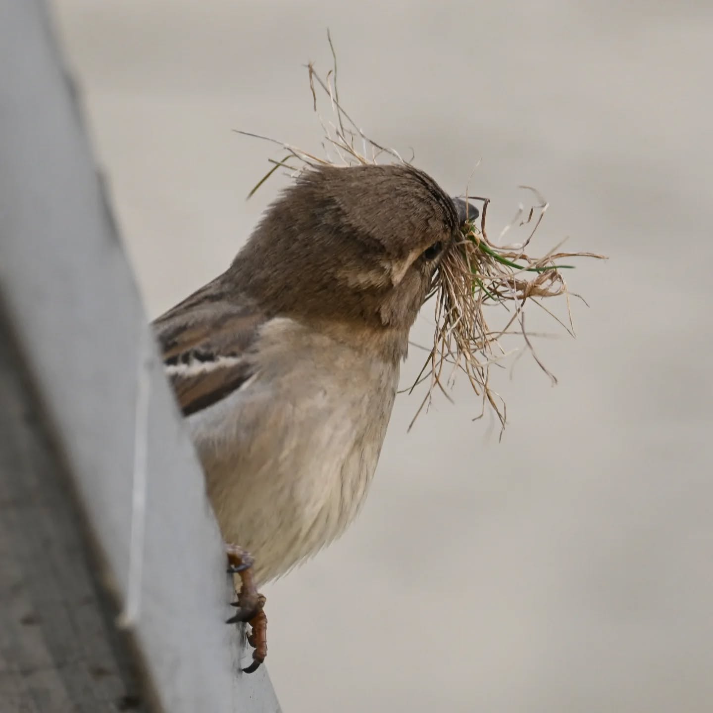 Sezon budowlany rozpoczęty 🪹

#wróbel
#ptakiwiosną
#passerdomesticus 
#sparrow 
#birdsinspring