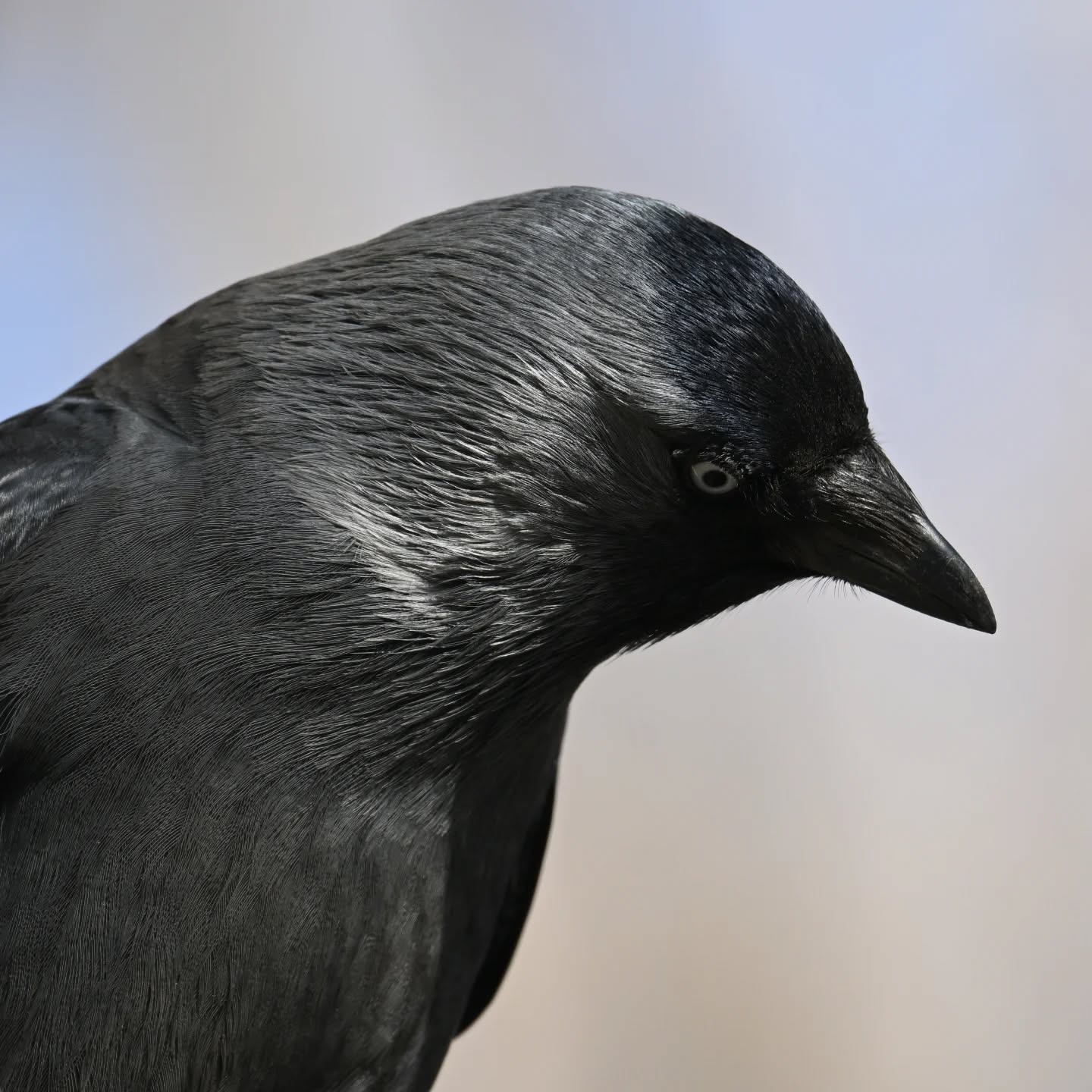 Kawka 😎

#kawka #ptaki #corvusmonedula #jackdaw #birds