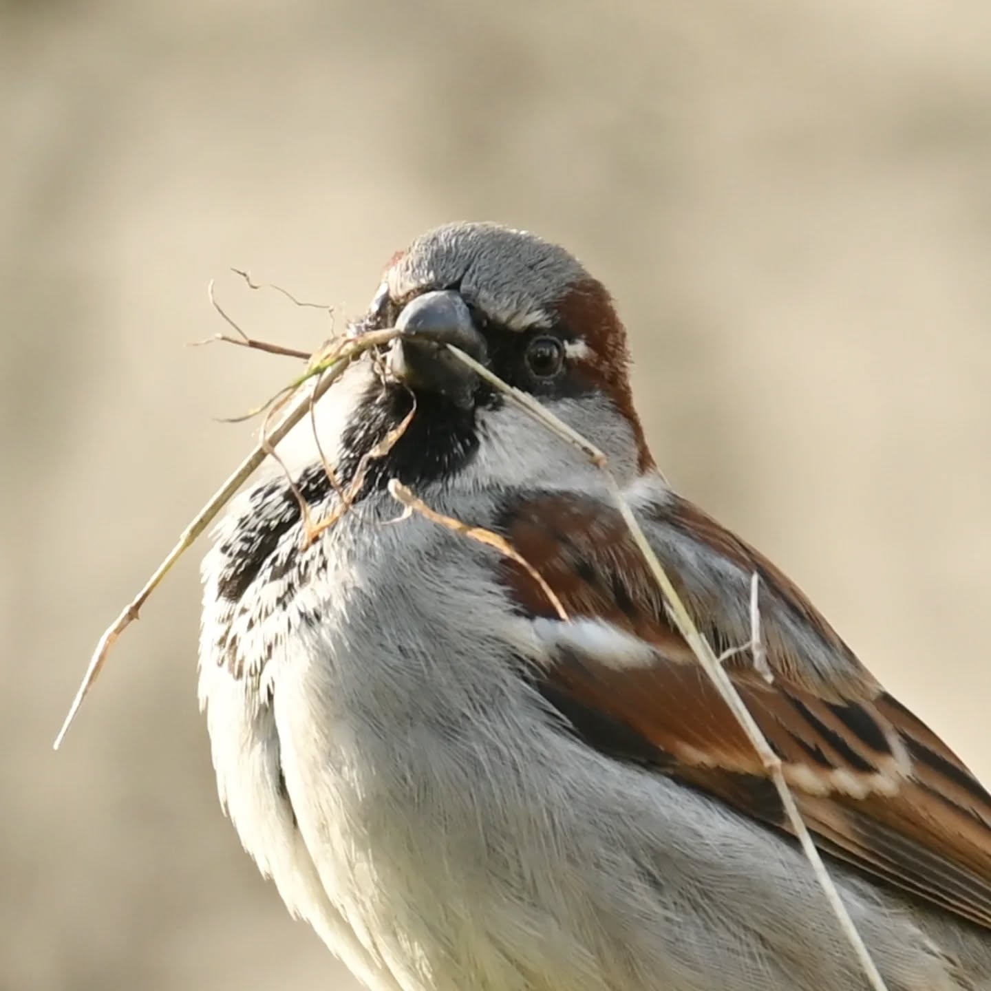 Pierwsza ciepłe dni i już materiały budowlane w dzióbku | First warm days and the building materials are already in full swing

#wróbel #ptaki #passerdomesticus #housesparrow #sparrow
