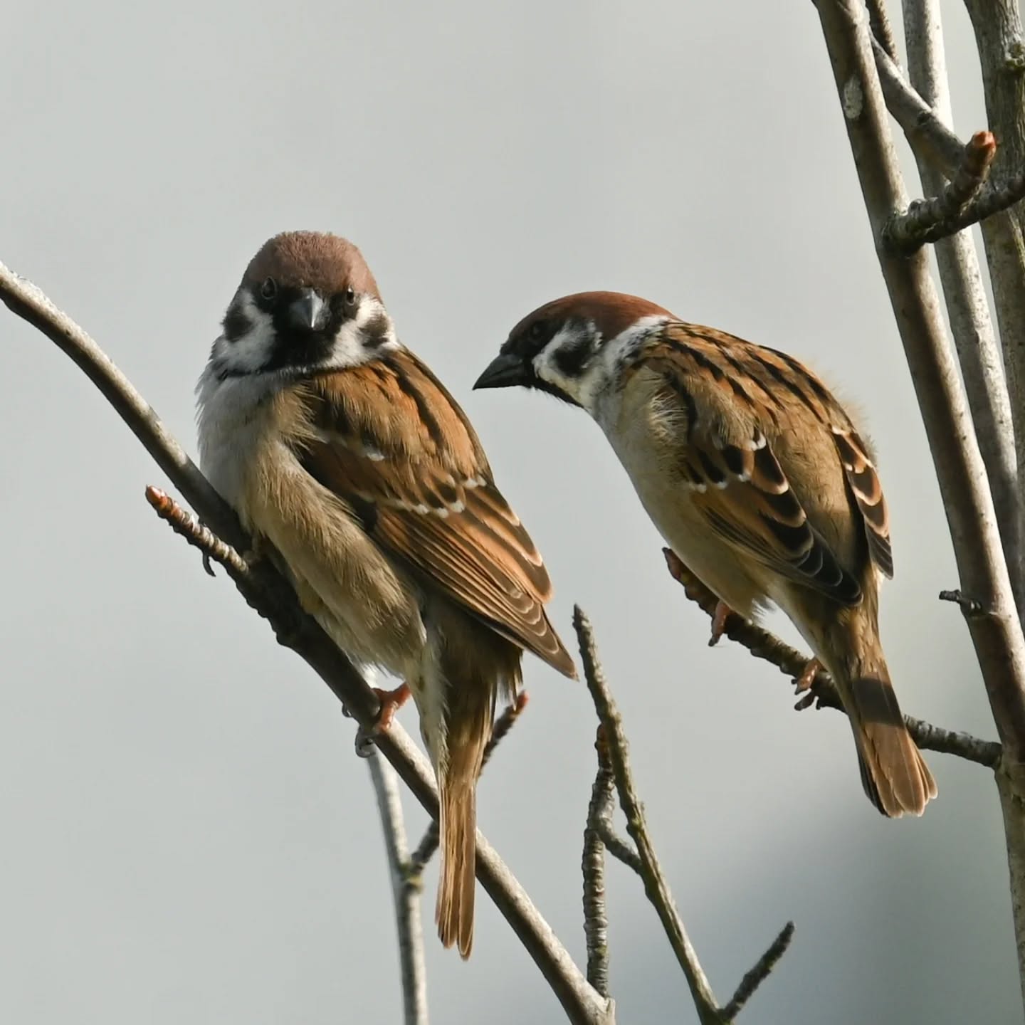 Historie z mazurkowego drzewka | Stories from the sparrows' three

#treesparrow #birds #passermontanus #mazurek #ptaki