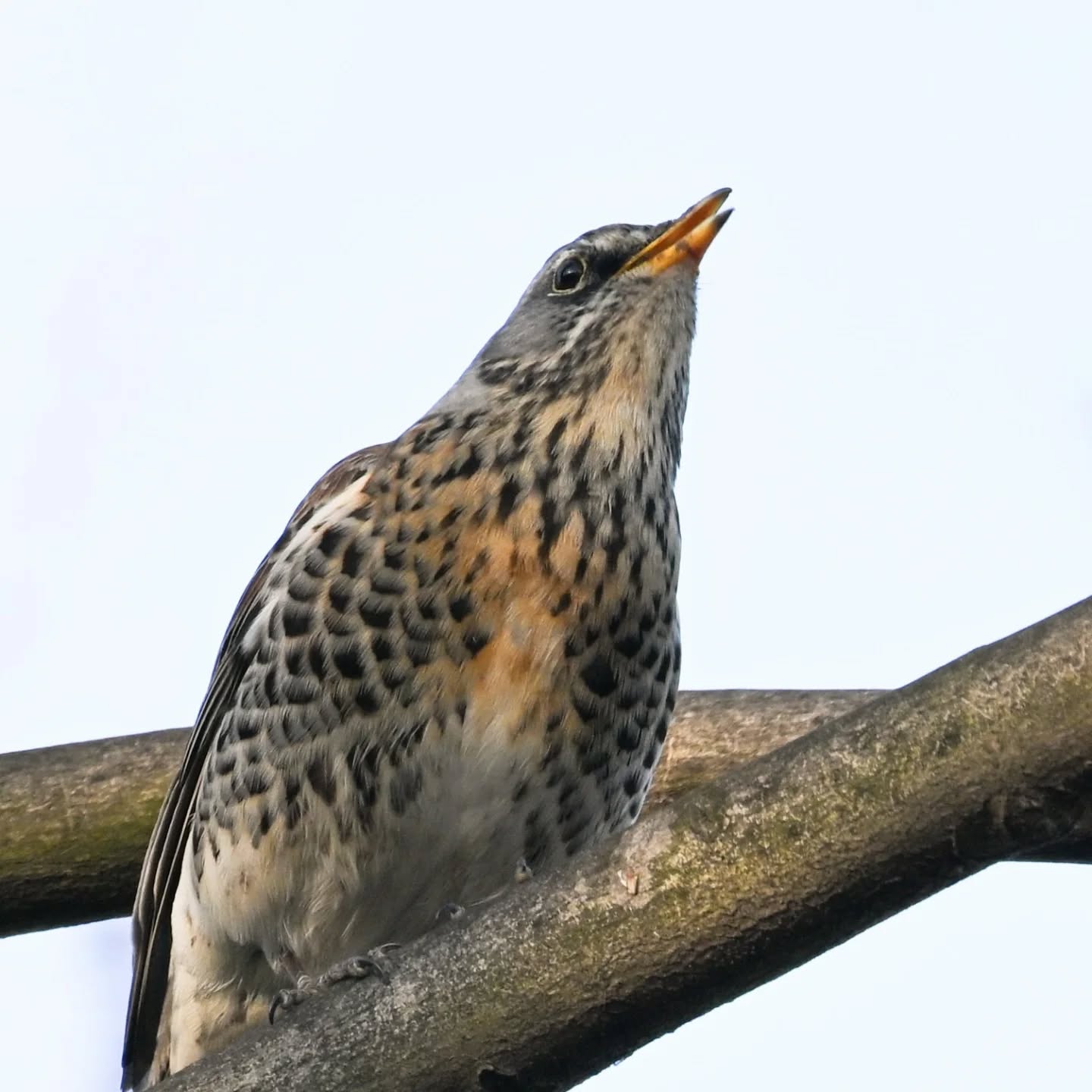 Kwiczoł

#kwiczoł #ptaki #turduspilaris #fieldfare #birds
