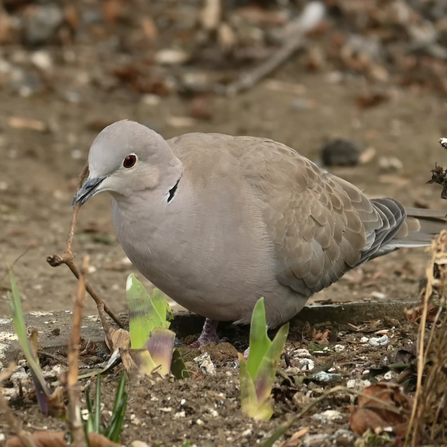 Długo wybierała aż w końcu znalazła idealny patyczek | She took a long time choosing until she finally found the perfect stick

#sierpówka #budowaniegniazda #streptopeliadecaocto #collareddove #nestbuilding