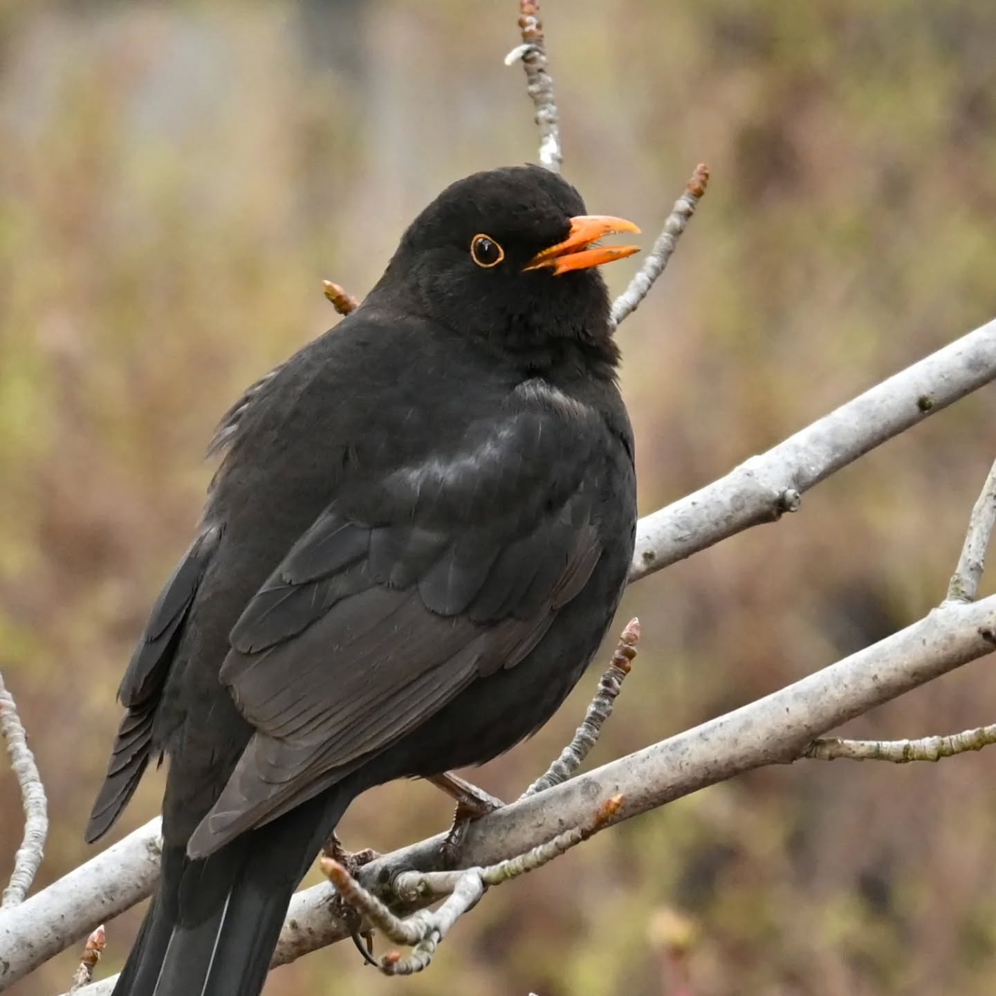 Kos, siedział ponad godzinę na tej gałązce i cichutko pośpiewywał 

#kos #ptakiwiosną #turdusmerula #blackbird #birdsinspring