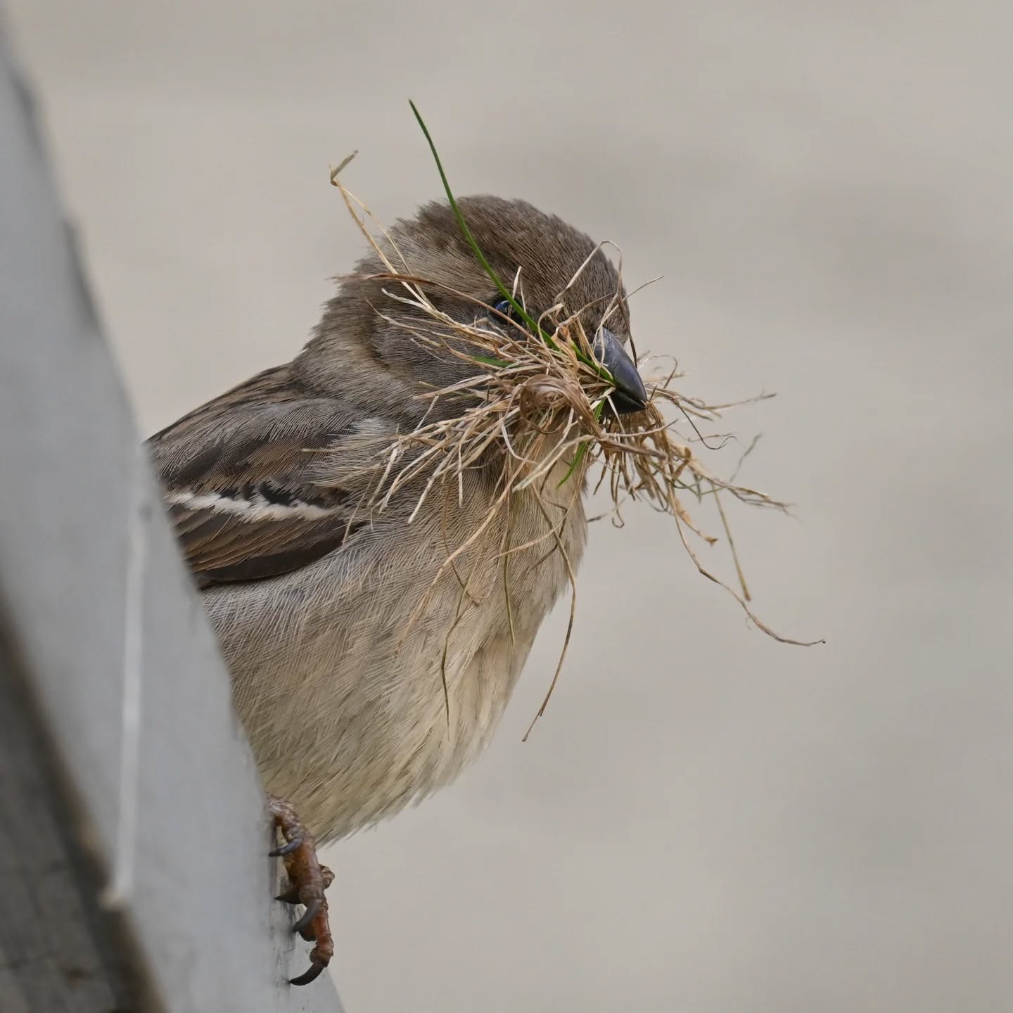 Sezon budowlany rozpoczęty 🪹

#wróbel
#ptakiwiosną
#passerdomesticus 
#sparrow 
#birdsinspring