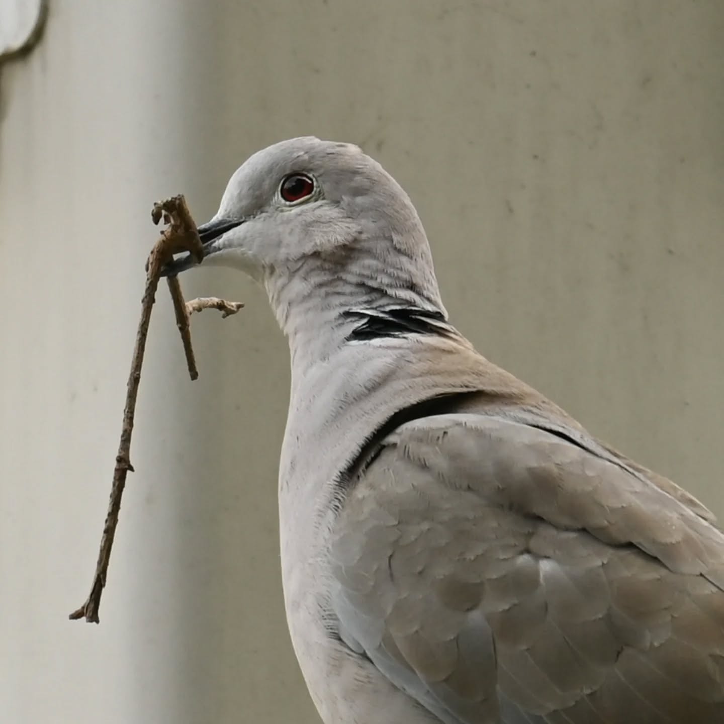 Długo wybierała aż w końcu znalazła idealny patyczek | She took a long time choosing until she finally found the perfect stick

#sierpówka #budowaniegniazda #streptopeliadecaocto #collareddove #nestbuilding