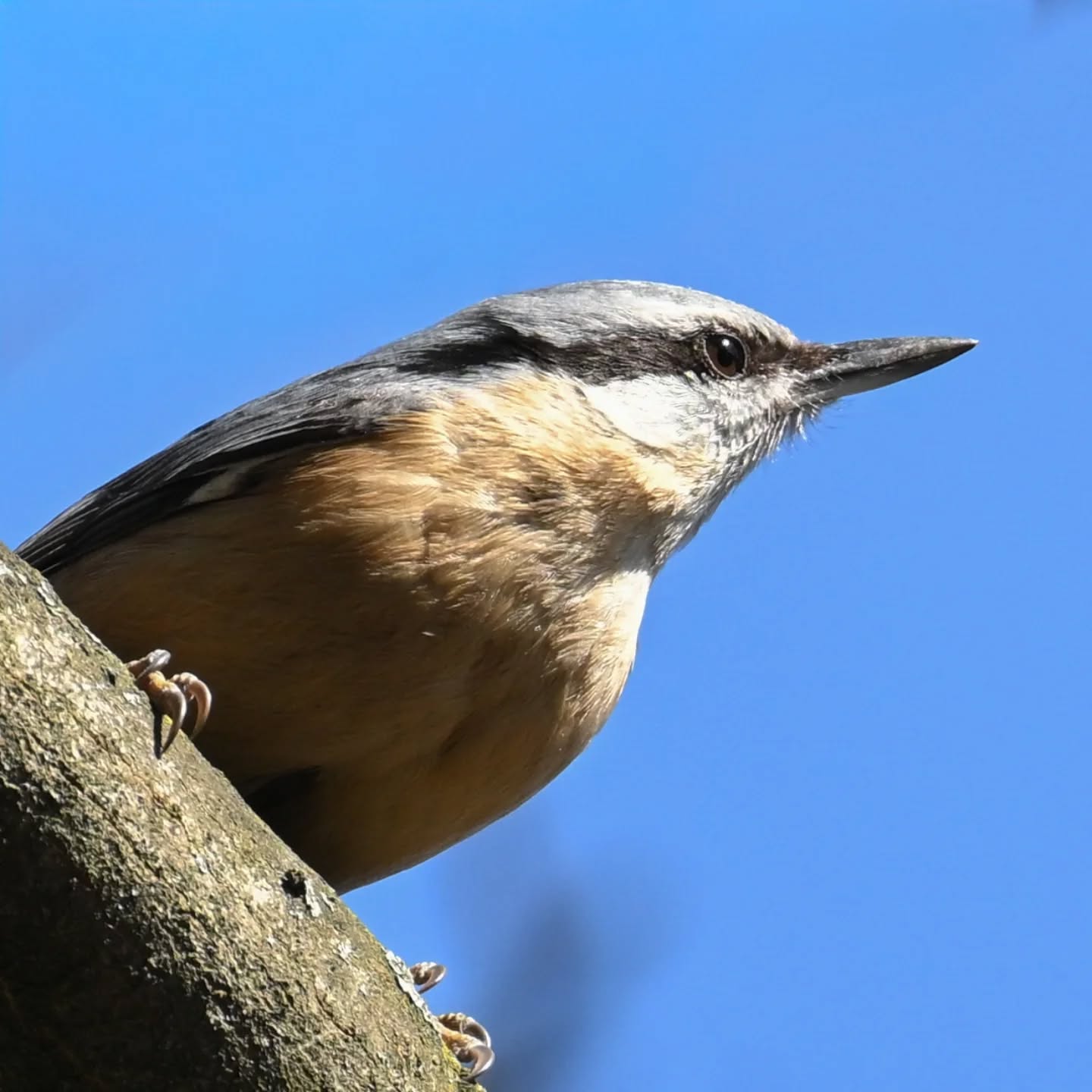 Kowalik

#kowalik #ptaki #sittaeuropaea #nuthatch #eurasiannuthatch