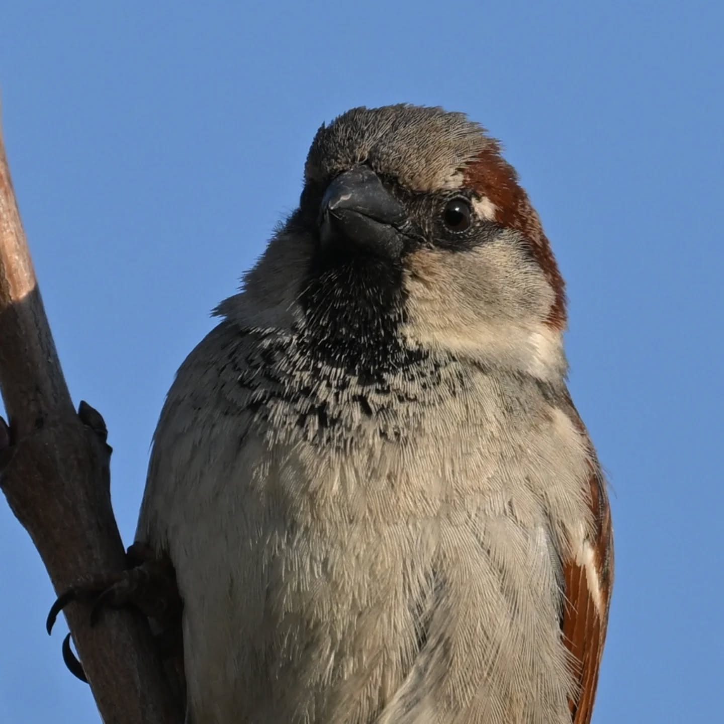 Wróbelek na straży krzaczków | A little sparrow watching over the shrubs

#wróbel #ptaki #passerdomesticus #sparrow #birds