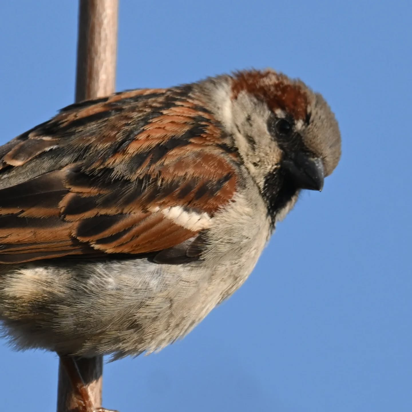 Wróbelek na straży krzaczków | A little sparrow watching over the shrubs

#wróbel #ptaki #passerdomesticus #sparrow #birds