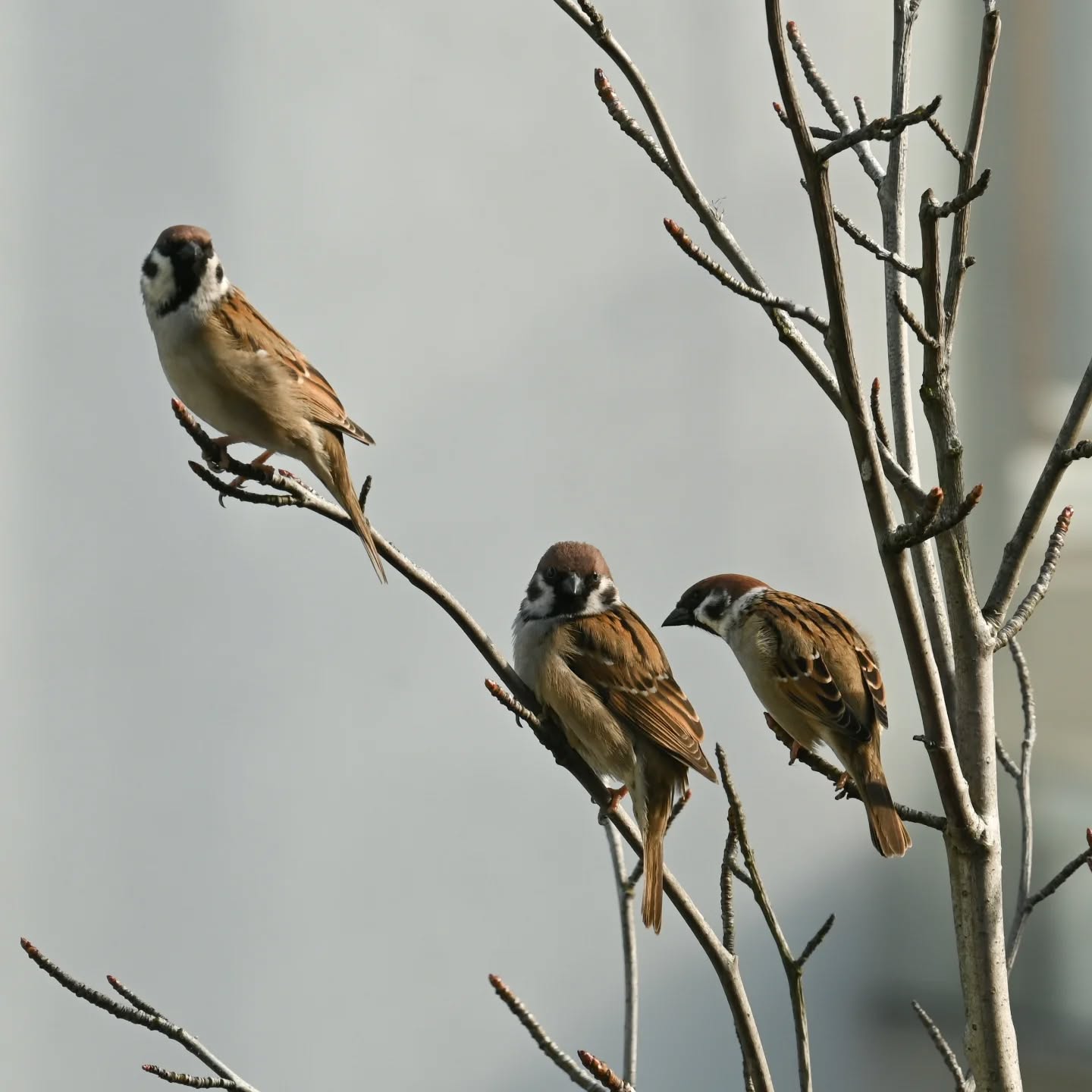 Historie z mazurkowego drzewka | Stories from the sparrows' three

#treesparrow #birds #passermontanus #mazurek #ptaki