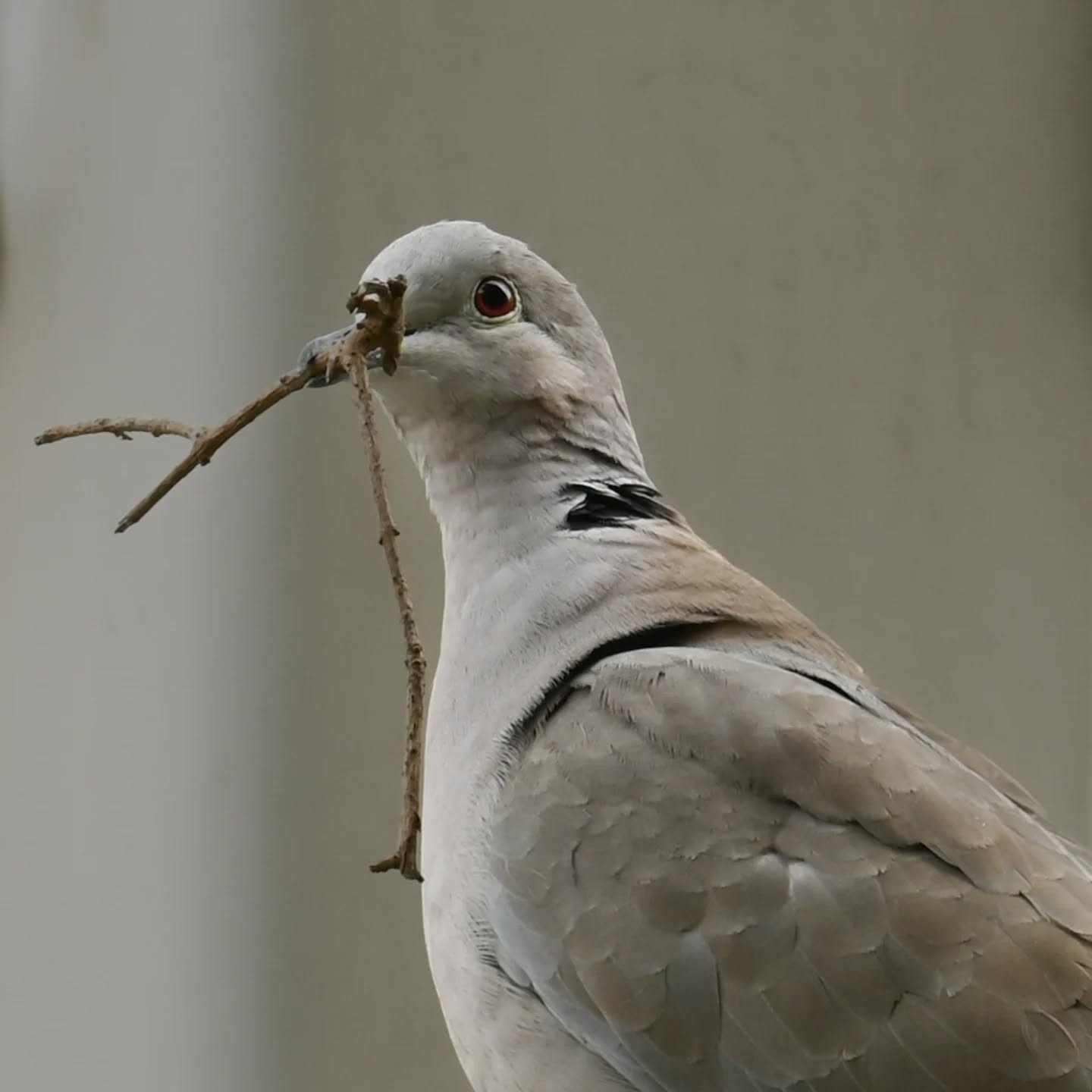 Długo wybierała aż w końcu znalazła idealny patyczek | She took a long time choosing until she finally found the perfect stick

#sierpówka #budowaniegniazda #streptopeliadecaocto #collareddove #nestbuilding