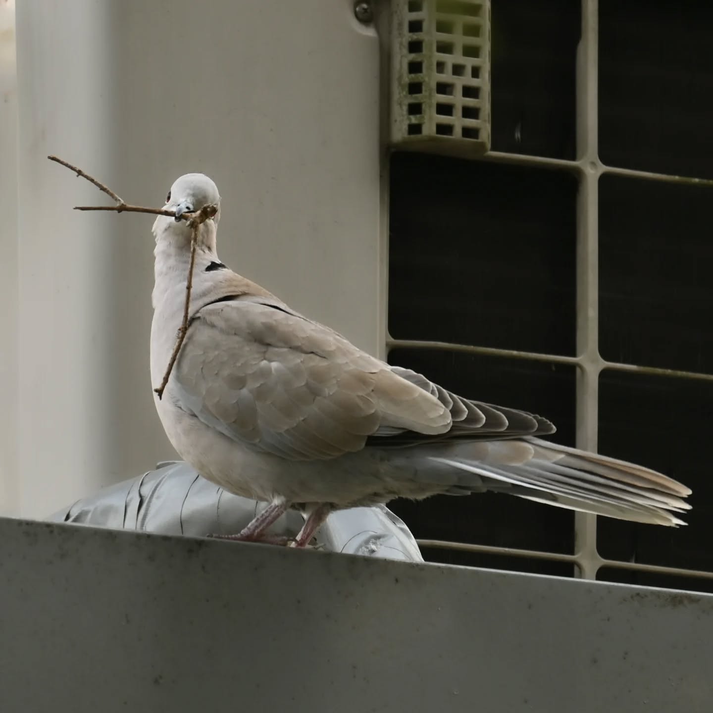 Długo wybierała aż w końcu znalazła idealny patyczek | She took a long time choosing until she finally found the perfect stick

#sierpówka #budowaniegniazda #streptopeliadecaocto #collareddove #nestbuilding