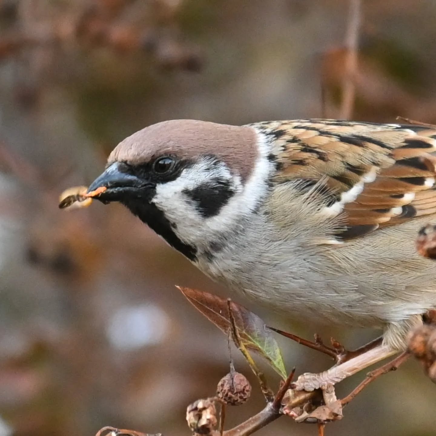 Fotografując mazurka, byłam przekonana że zjada resztki owoców z drzew. Jednak przy kadrowaniu zdjęć okazało się że wygląda na to że po prostu pastwił się nad jakimś owadem. Czy ktoś może kojarzy co to za owad?

(Zdjęcie zrobione dwa tygodnie temu dlatego sceneria jeszcze mało wiosenna)

While photographing this Tree Sparrow, I was convinced it was eating leftover fruit from the trees. However, when cropping the photos, it turned out it was actually preying on some kind of insect. Does anyone recognize what insect this is?