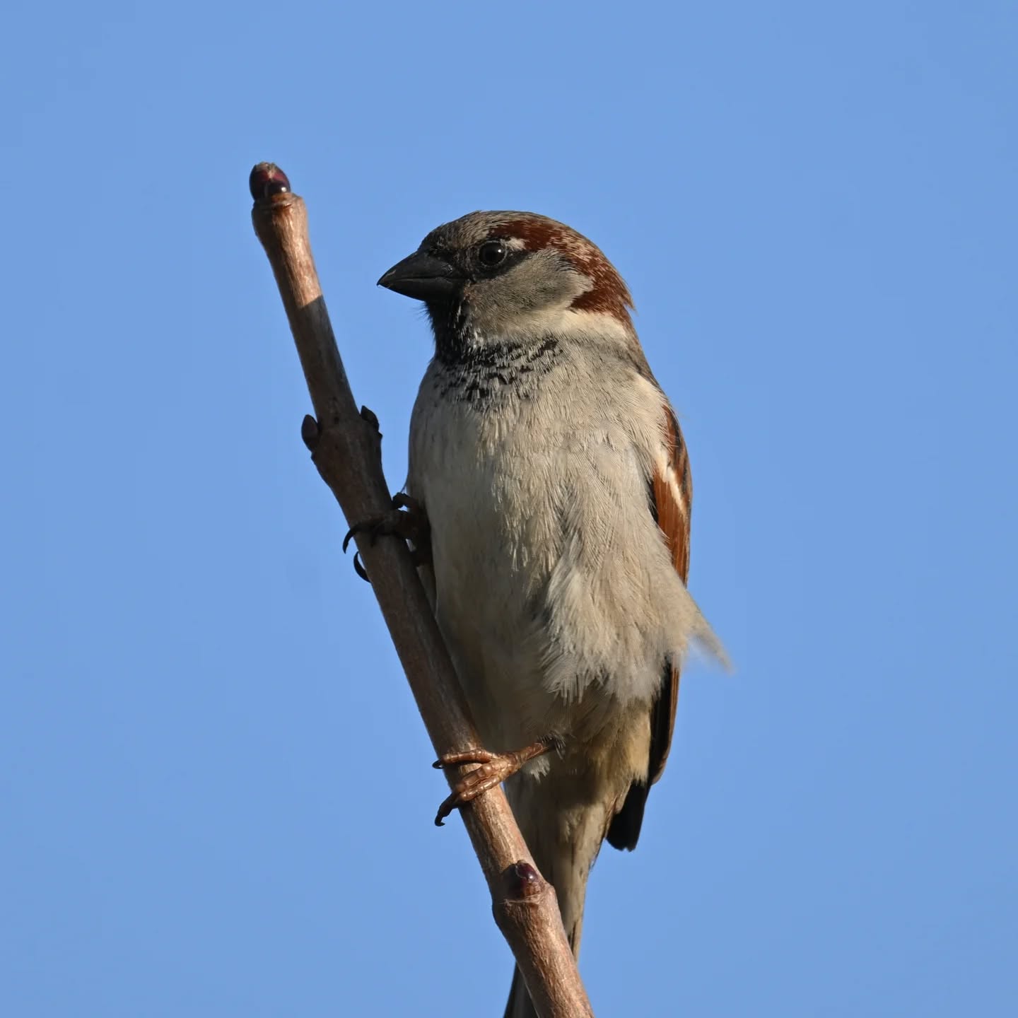 Wróbelek na straży krzaczków | A little sparrow watching over the shrubs

#wróbel #ptaki #passerdomesticus #sparrow #birds