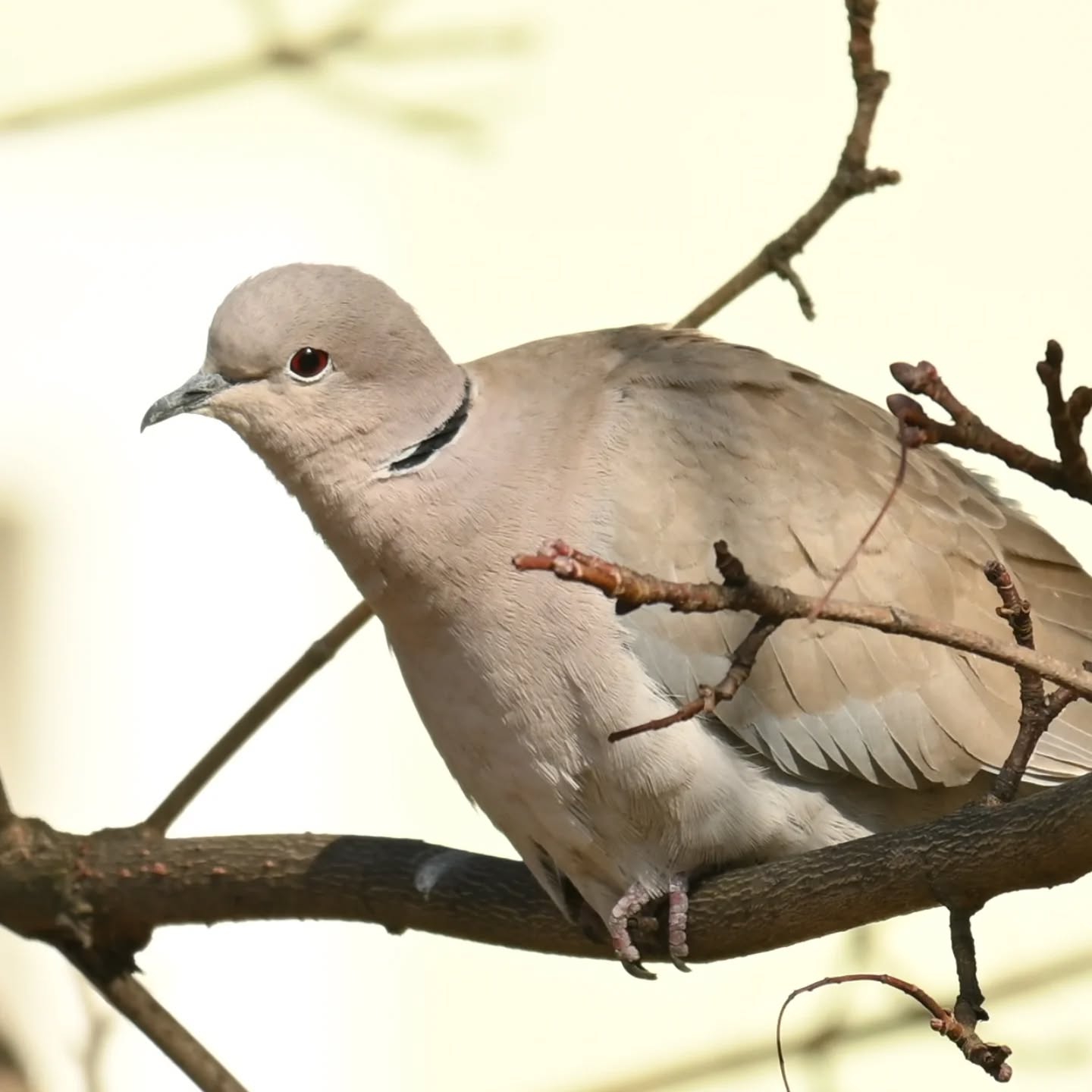 Sierpówka

#sierpówka #ptaki #streptopeliadecaocto #collareddove #birds