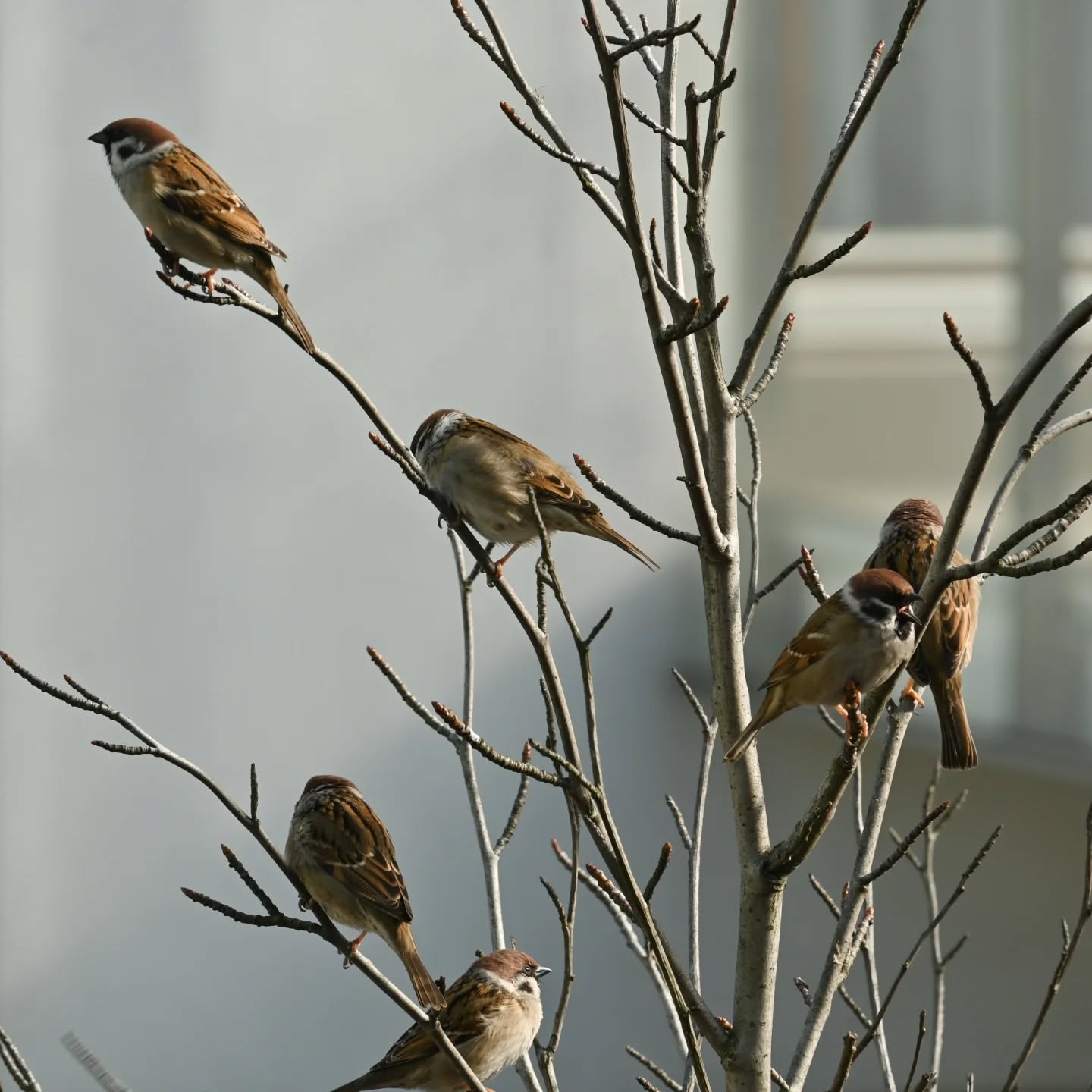 Historie z mazurkowego drzewka | Stories from the sparrows' three

#treesparrow #birds #passermontanus #mazurek #ptaki