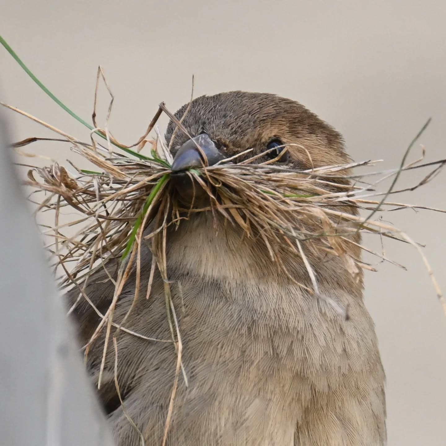 Sezon budowlany rozpoczęty 🪹

#wróbel
#ptakiwiosną
#passerdomesticus 
#sparrow 
#birdsinspring