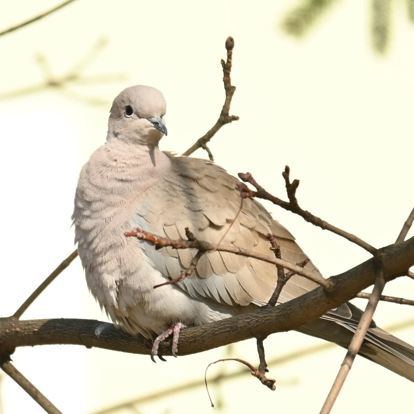 Sierpówka

#sierpówka #ptaki #streptopeliadecaocto #collareddove #birds