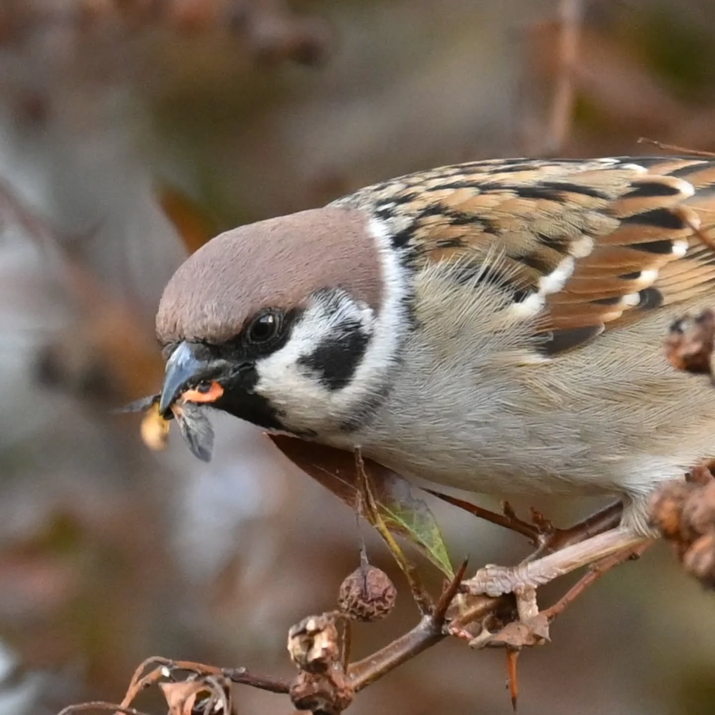 Fotografując mazurka, byłam przekonana że zjada resztki owoców z drzew. Jednak przy kadrowaniu zdjęć okazało się że wygląda na to że po prostu pastwił się nad jakimś owadem. Czy ktoś może kojarzy co to za owad?

(Zdjęcie zrobione dwa tygodnie temu dlatego sceneria jeszcze mało wiosenna)

While photographing this Tree Sparrow, I was convinced it was eating leftover fruit from the trees. However, when cropping the photos, it turned out it was actually preying on some kind of insect. Does anyone recognize what insect this is?