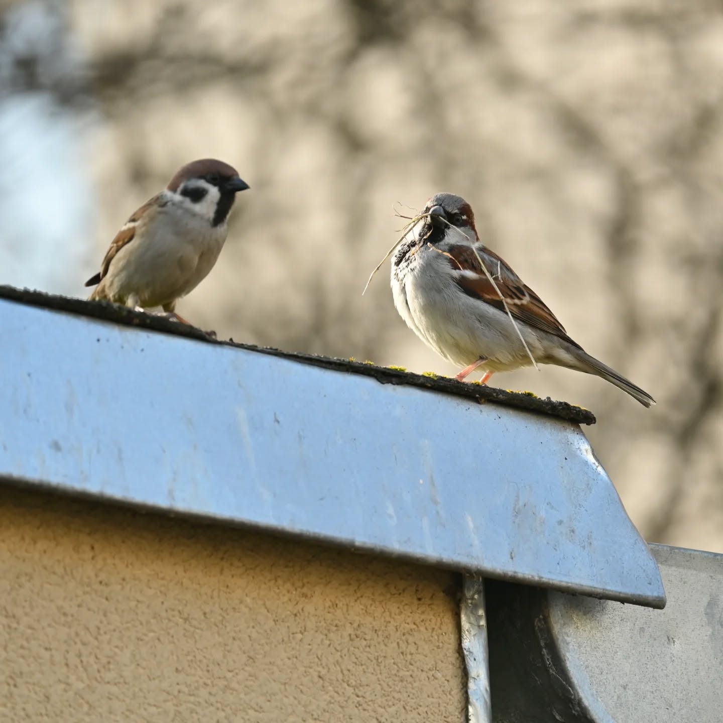 Pierwsza ciepłe dni i już materiały budowlane w dzióbku | First warm days and the building materials are already in full swing

#wróbel #ptaki #passerdomesticus #housesparrow #sparrow