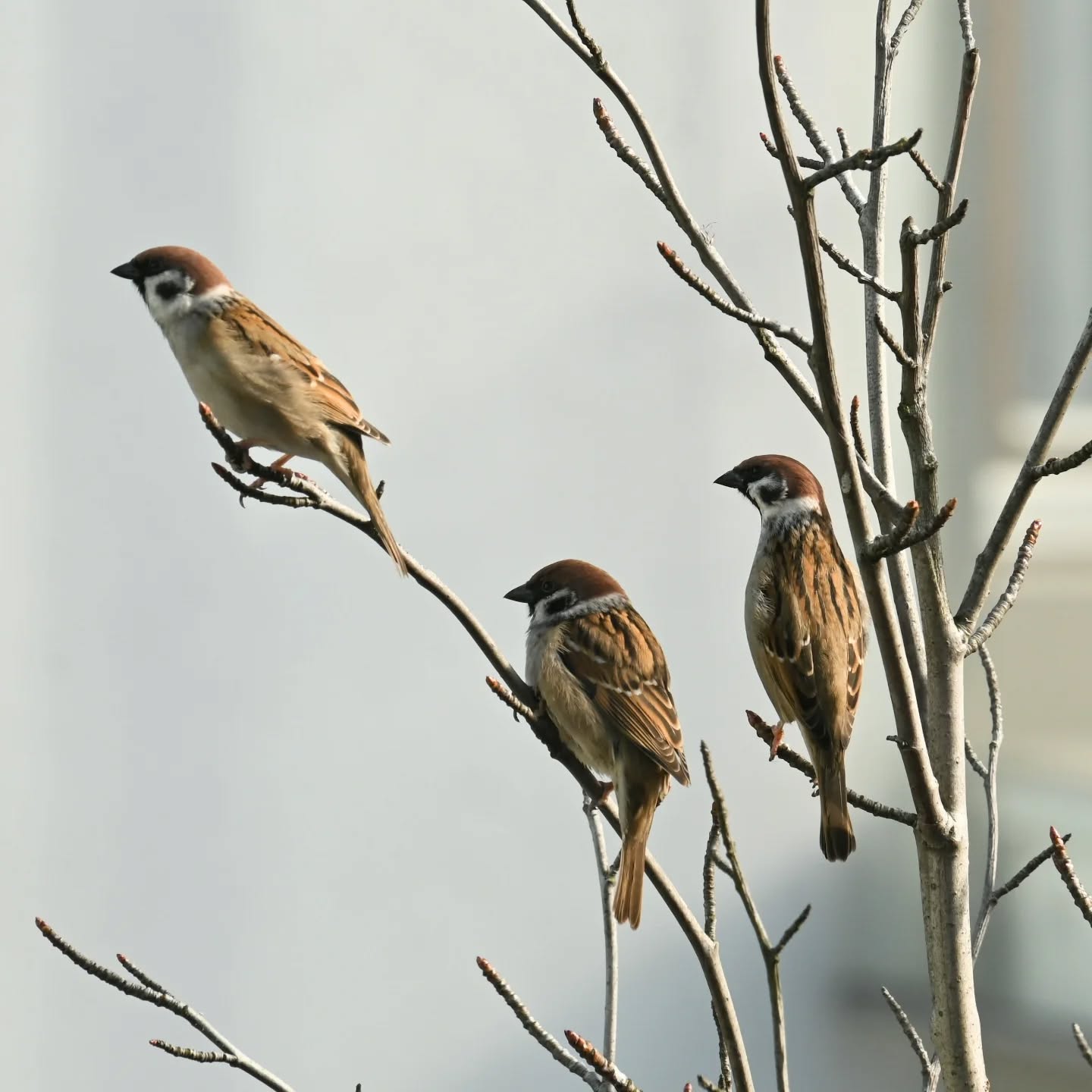 Historie z mazurkowego drzewka | Stories from the sparrows' three

#treesparrow #birds #passermontanus #mazurek #ptaki