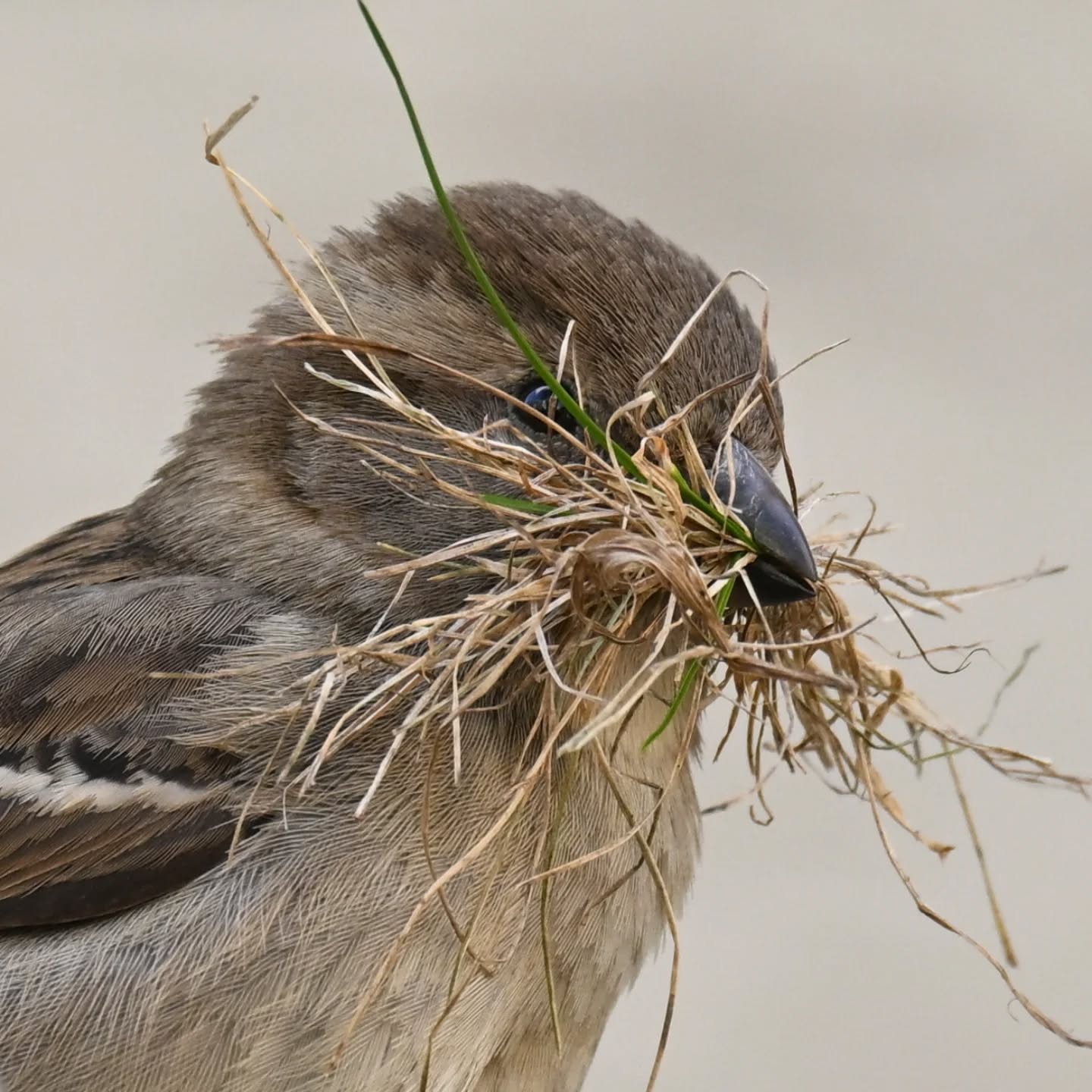Sezon budowlany rozpoczęty 🪹

#wróbel
#ptakiwiosną
#passerdomesticus 
#sparrow 
#birdsinspring