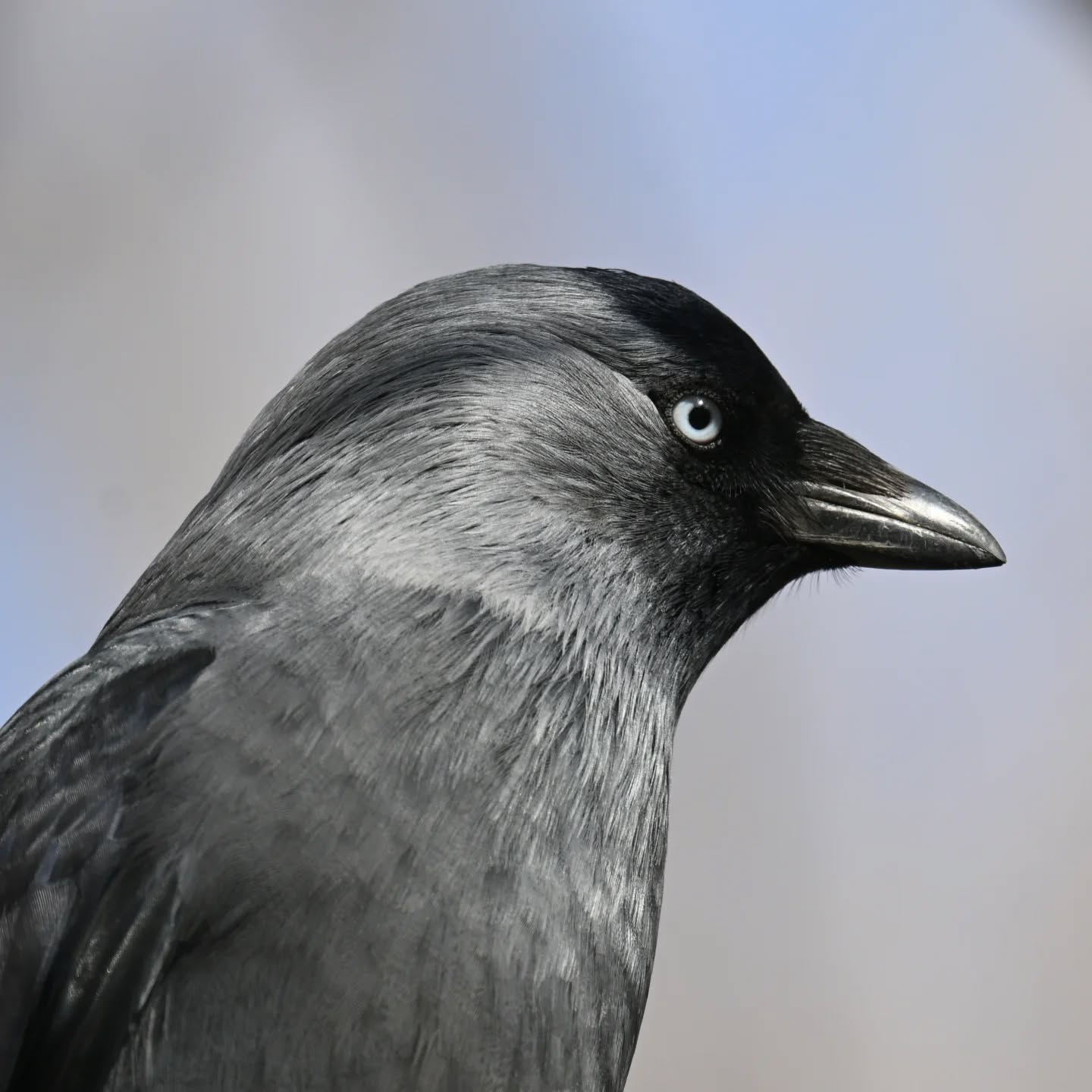 Kawka 😎

#kawka #ptaki #corvusmonedula #jackdaw #birds