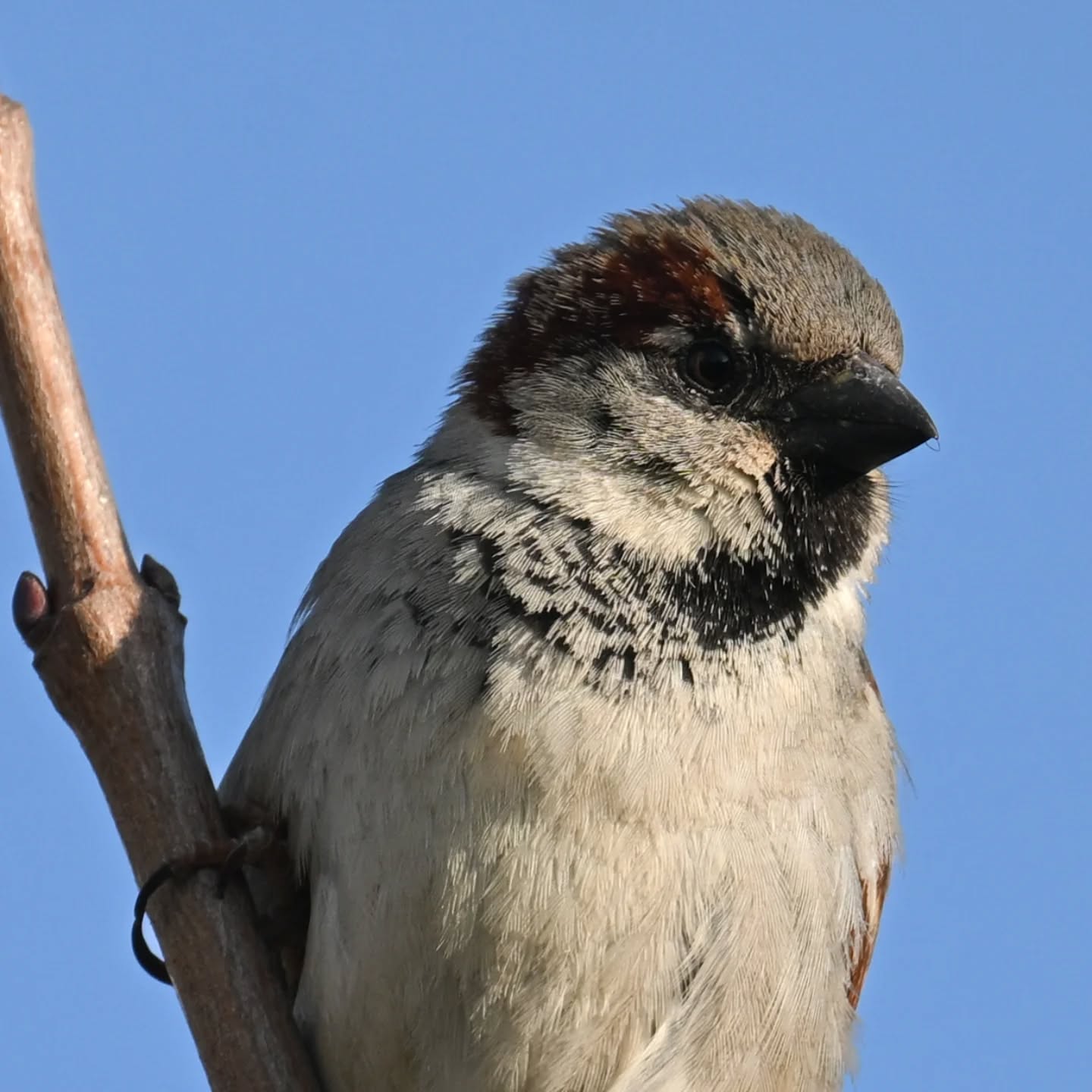 Wróbelek na straży krzaczków | A little sparrow watching over the shrubs

#wróbel #ptaki #passerdomesticus #sparrow #birds