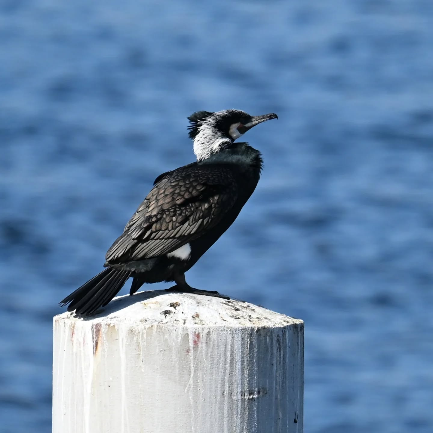Kormoran w szacie godowej

#kormoran #ptakiwodne #phalacrocoraxcarbo #greatcormorant #birds