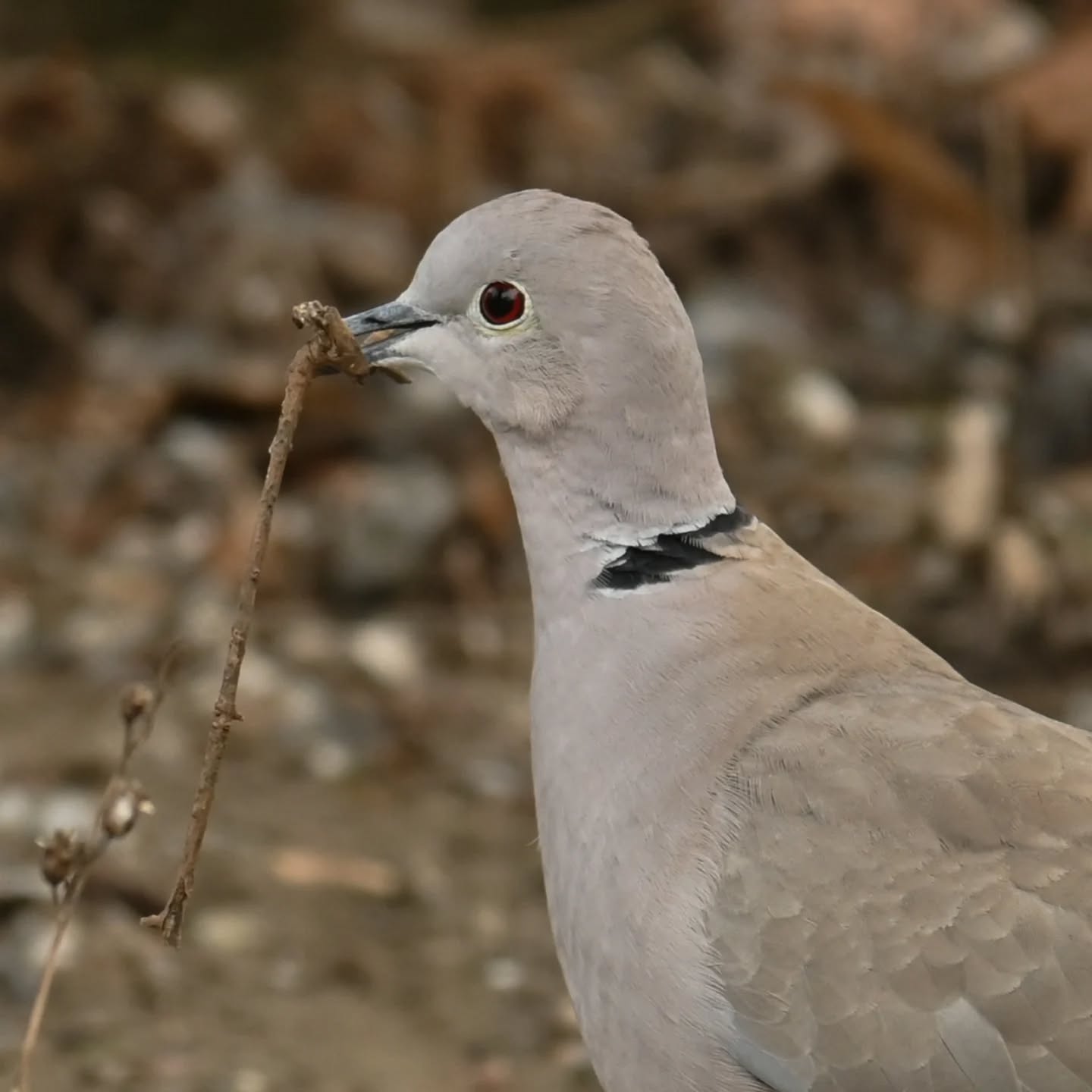 Długo wybierała aż w końcu znalazła idealny patyczek | She took a long time choosing until she finally found the perfect stick

#sierpówka #budowaniegniazda #streptopeliadecaocto #collareddove #nestbuilding
