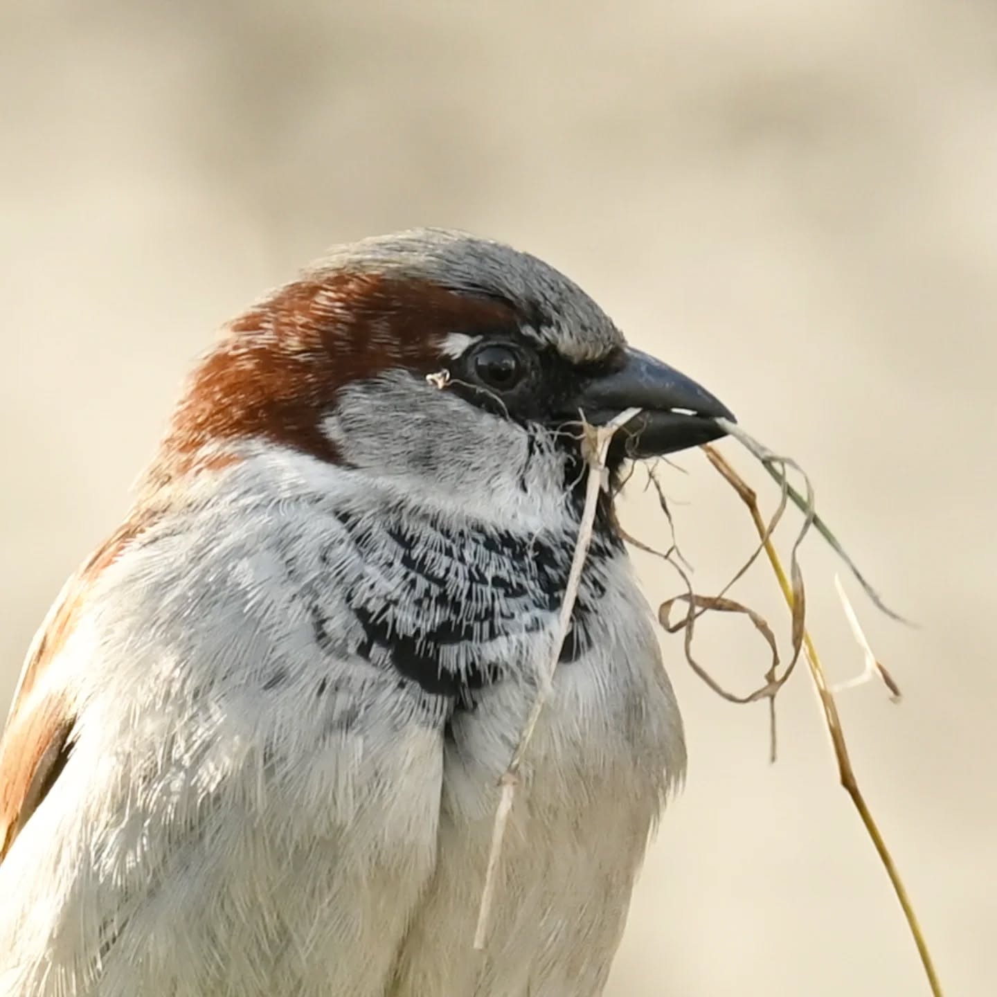 Pierwsza ciepłe dni i już materiały budowlane w dzióbku | First warm days and the building materials are already in full swing

#wróbel #ptaki #passerdomesticus #housesparrow #sparrow