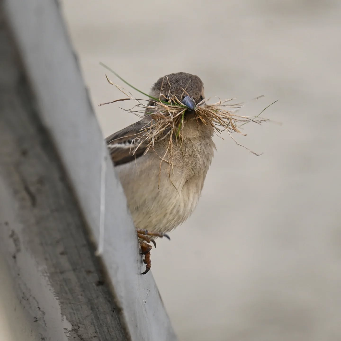 Sezon budowlany rozpoczęty 🪹

#wróbel
#ptakiwiosną
#passerdomesticus 
#sparrow 
#birdsinspring