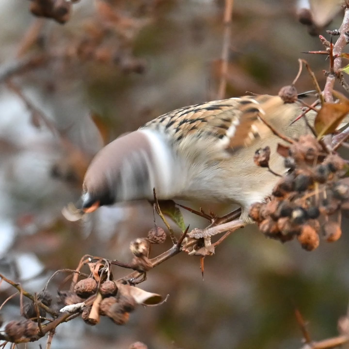 Fotografując mazurka, byłam przekonana że zjada resztki owoców z drzew. Jednak przy kadrowaniu zdjęć okazało się że wygląda na to że po prostu pastwił się nad jakimś owadem. Czy ktoś może kojarzy co to za owad?

(Zdjęcie zrobione dwa tygodnie temu dlatego sceneria jeszcze mało wiosenna)

While photographing this Tree Sparrow, I was convinced it was eating leftover fruit from the trees. However, when cropping the photos, it turned out it was actually preying on some kind of insect. Does anyone recognize what insect this is?