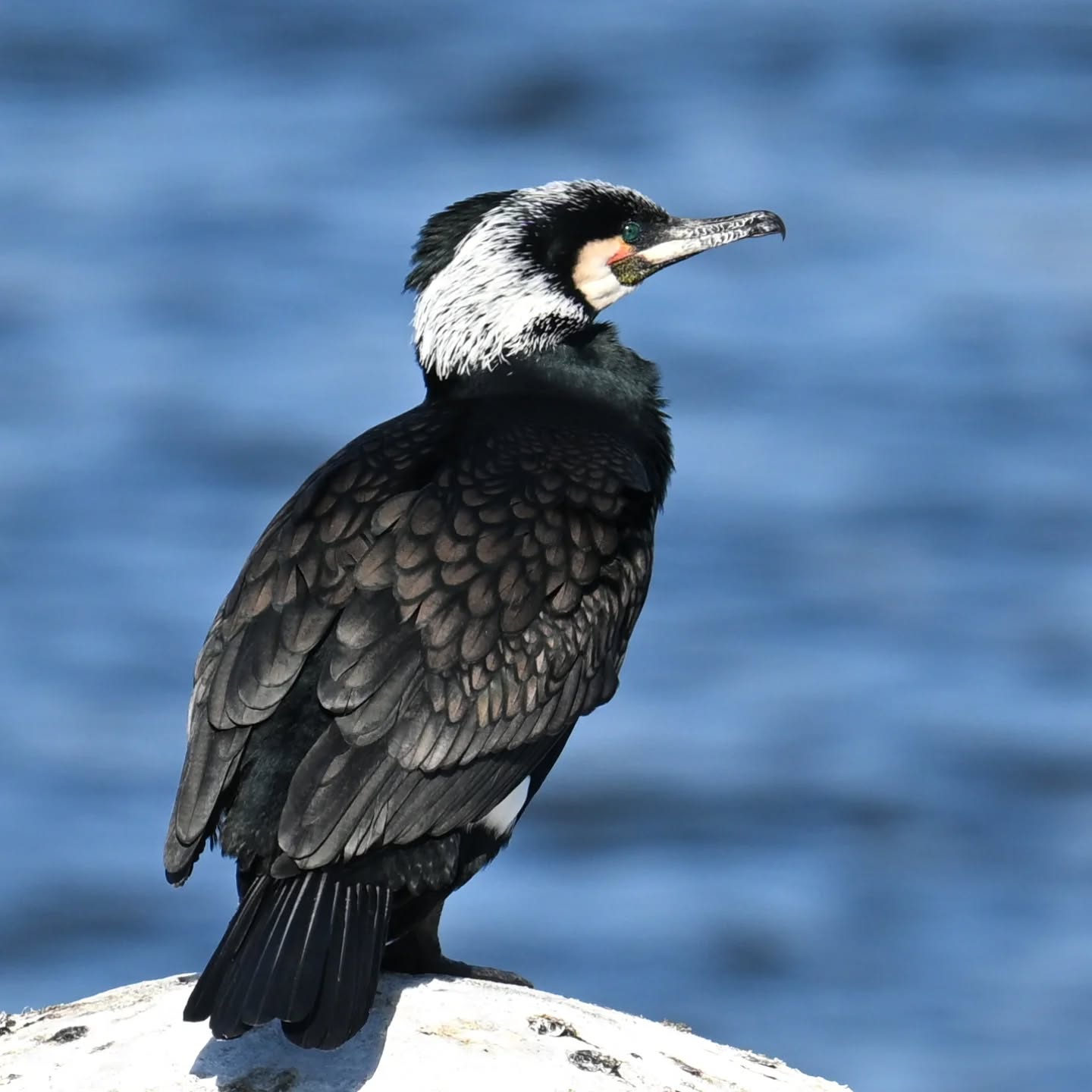 Kormoran w szacie godowej

#kormoran #ptakiwodne #phalacrocoraxcarbo #greatcormorant #birds