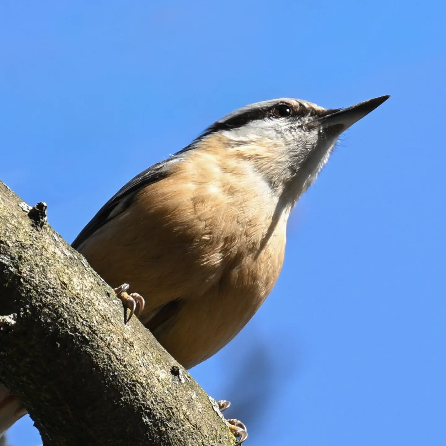 Kowalik

#kowalik #ptaki #sittaeuropaea #nuthatch #eurasiannuthatch