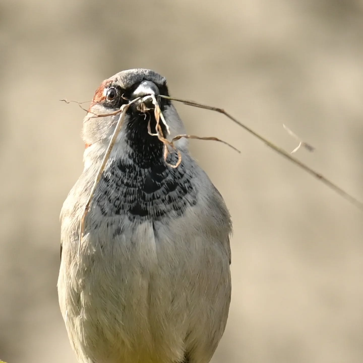 Pierwsza ciepłe dni i już materiały budowlane w dzióbku | First warm days and the building materials are already in full swing

#wróbel #ptaki #passerdomesticus #housesparrow #sparrow