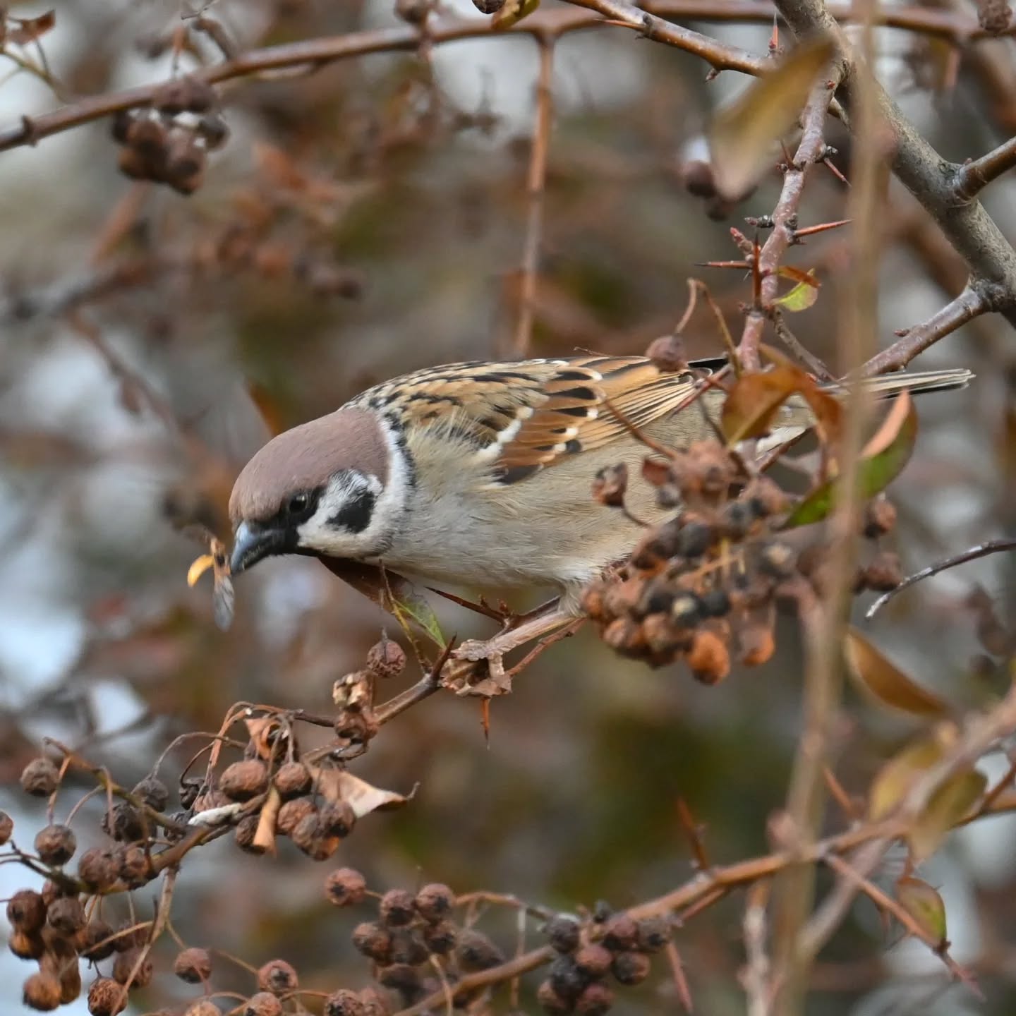 Fotografując mazurka, byłam przekonana że zjada resztki owoców z drzew. Jednak przy kadrowaniu zdjęć okazało się że wygląda na to że po prostu pastwił się nad jakimś owadem. Czy ktoś może kojarzy co to za owad?

(Zdjęcie zrobione dwa tygodnie temu dlatego sceneria jeszcze mało wiosenna)

While photographing this Tree Sparrow, I was convinced it was eating leftover fruit from the trees. However, when cropping the photos, it turned out it was actually preying on some kind of insect. Does anyone recognize what insect this is?