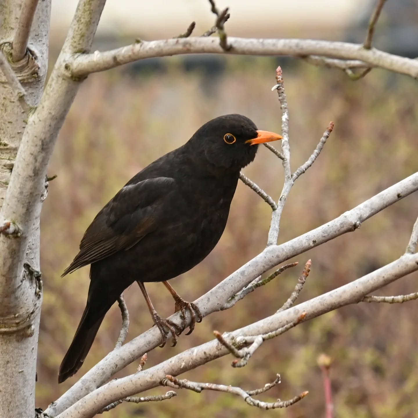 Kos, siedział ponad godzinę na tej gałązce i cichutko pośpiewywał 

#kos #ptakiwiosną #turdusmerula #blackbird #birdsinspring