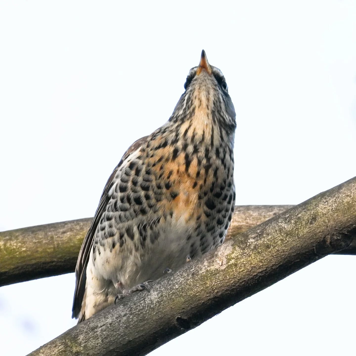 Kwiczoł

#kwiczoł #ptaki #turduspilaris #fieldfare #birds
